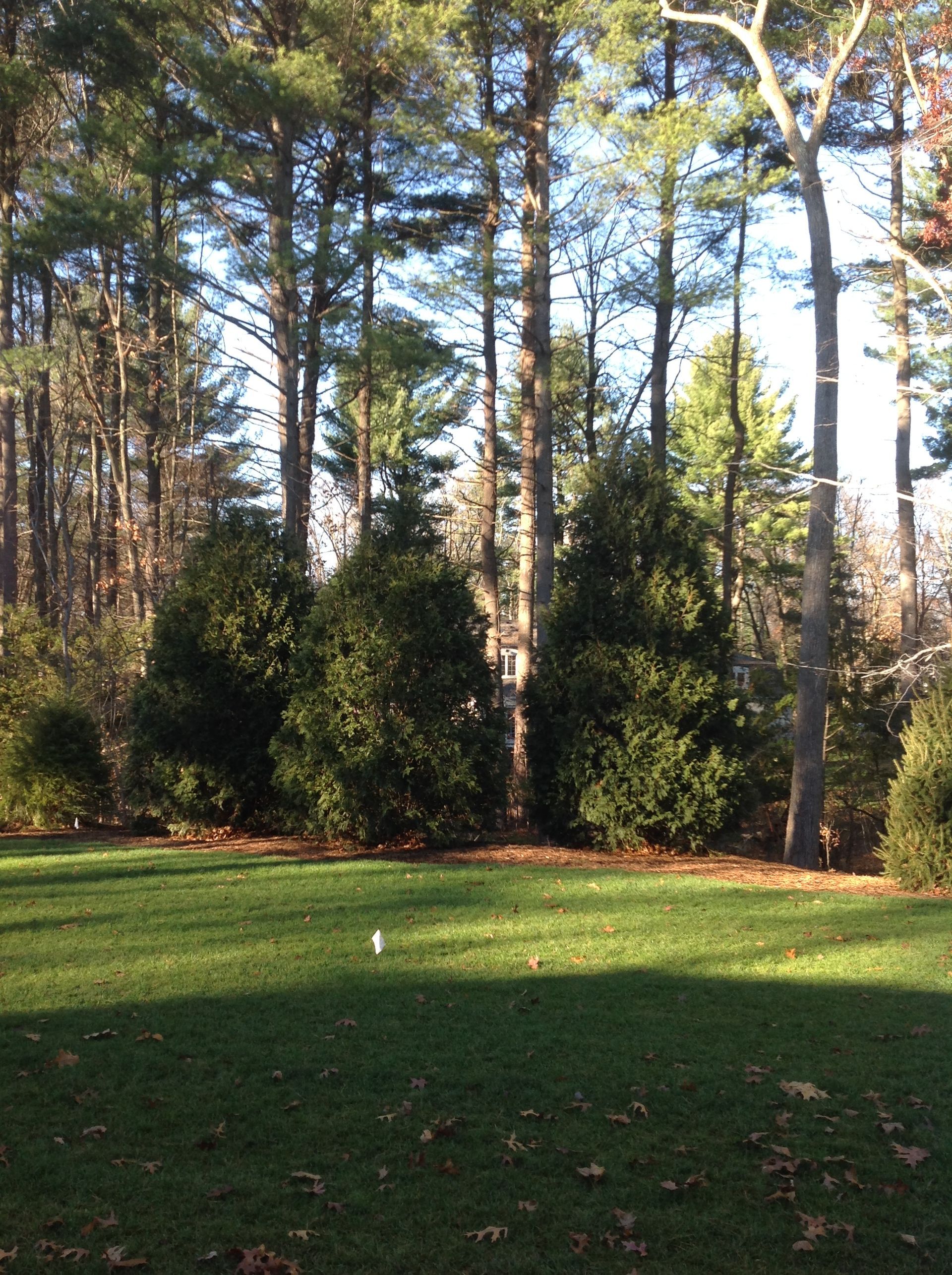 Green lawn in front of line of evergreen trees and tall deciduous trees. Sunny day.