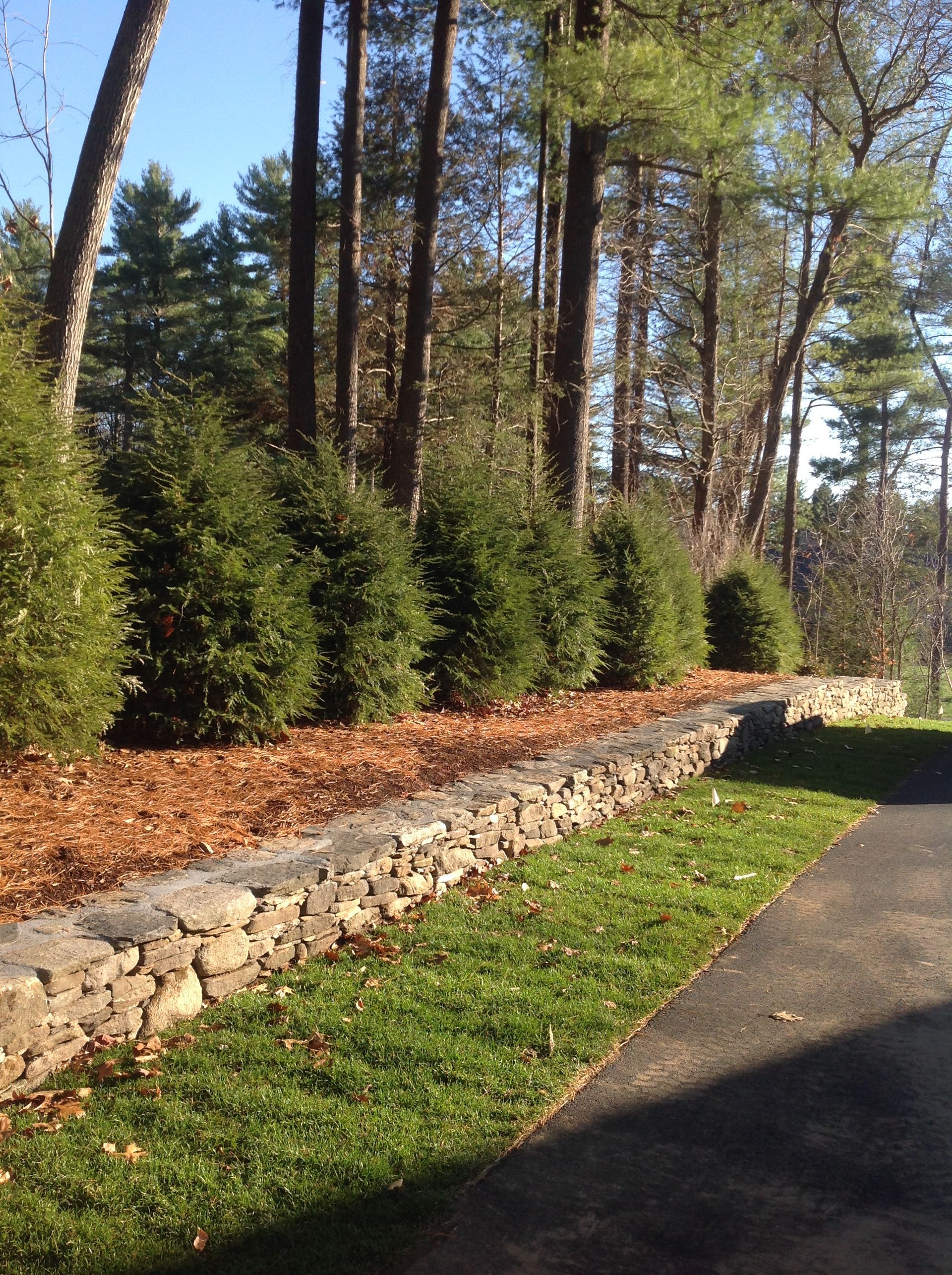 Stone wall borders a bed of mulch and evergreen shrubs, with trees in the background.