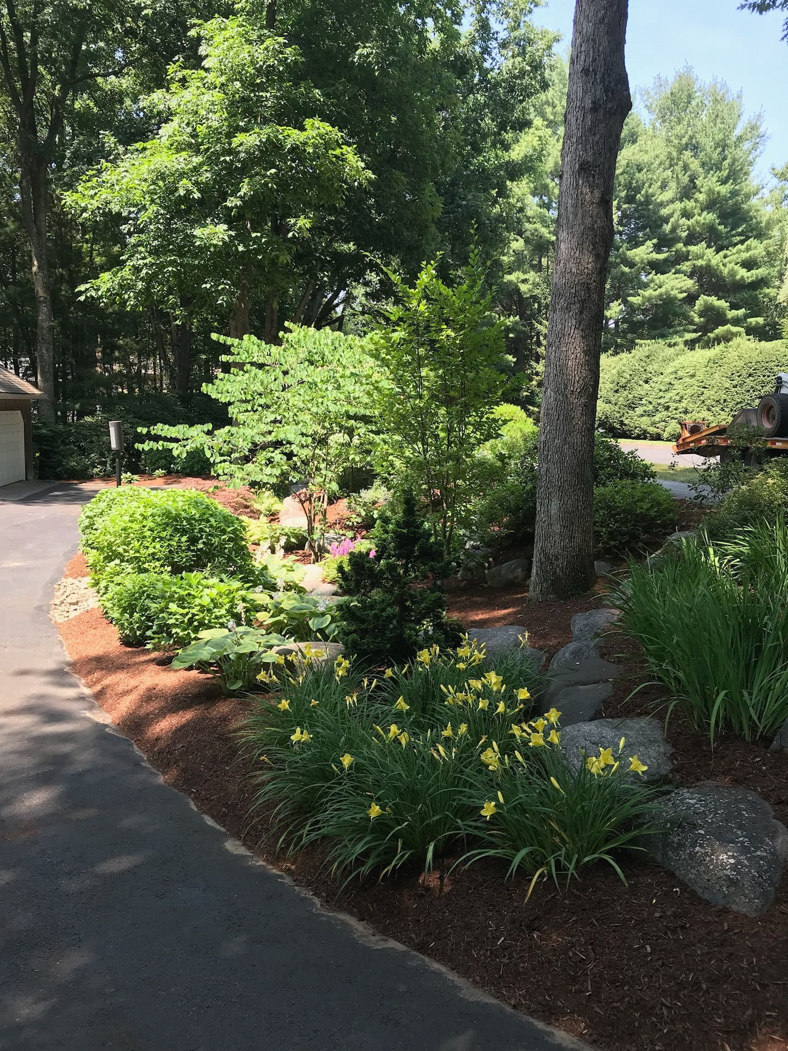Garden bed with yellow flowers, shrubs, and trees, next to a paved driveway.
