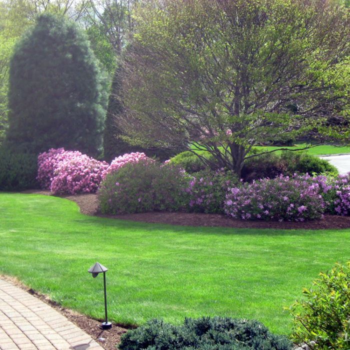 Green lawn with blooming azaleas and a tree in a sunny garden.