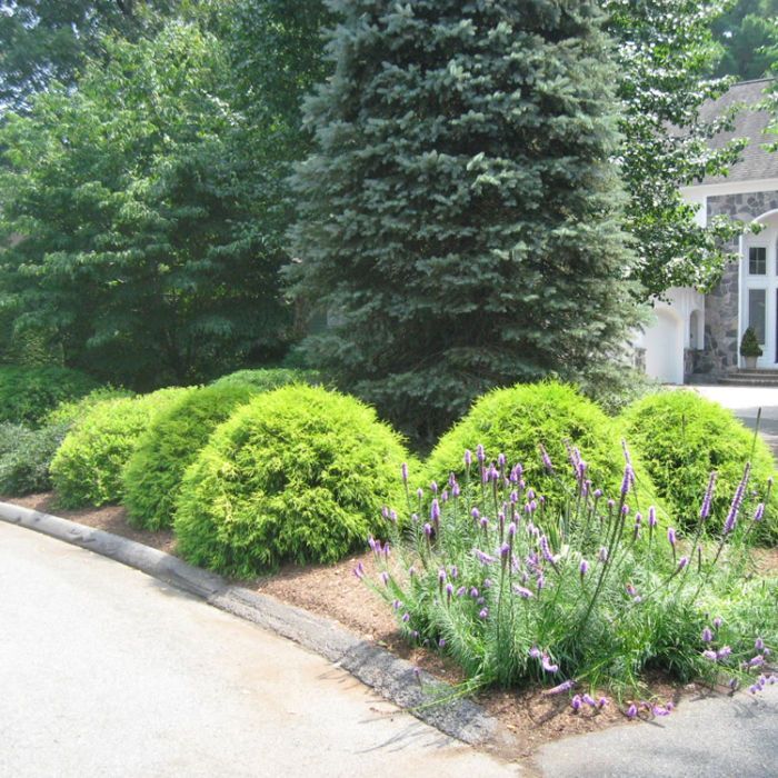 Row of green rounded shrubs with purple lavender in front, next to a road.