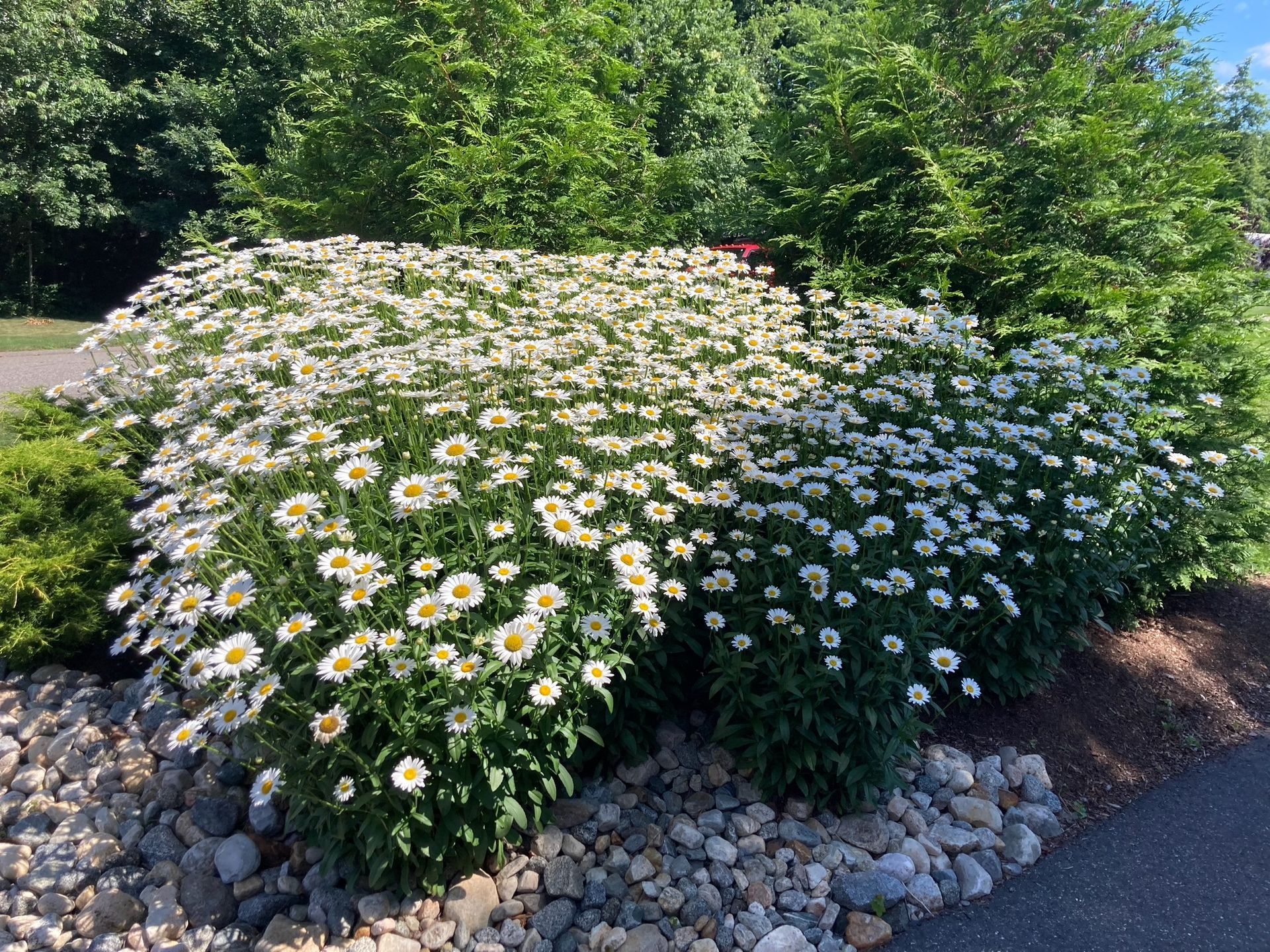 Dense patch of white daisies with yellow centers, framed by green shrubs and a stone border.