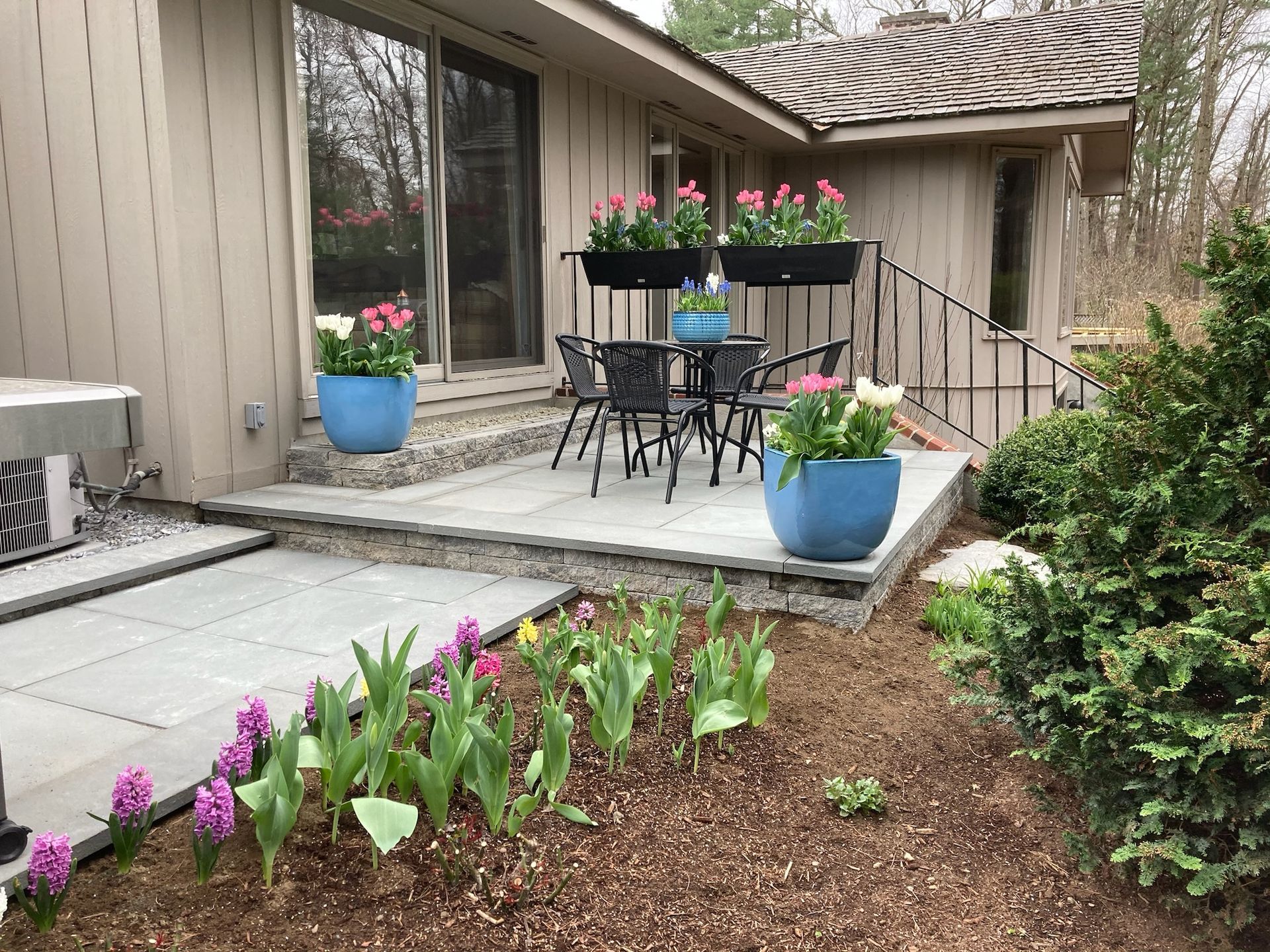 Patio with blue pots of pink tulips, black table and chairs. Tulips and hyacinths in the garden.