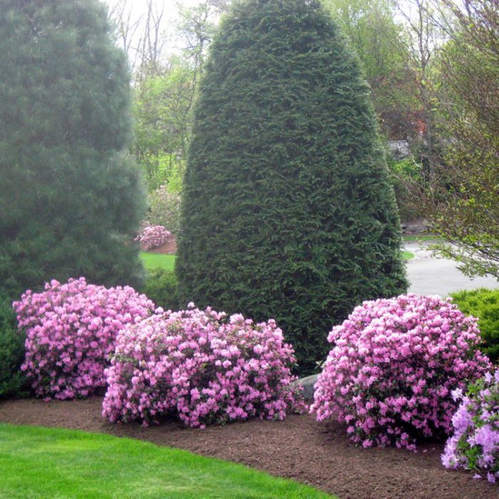 Pink azalea bushes blooming in a garden bed with large evergreen trees in the background.