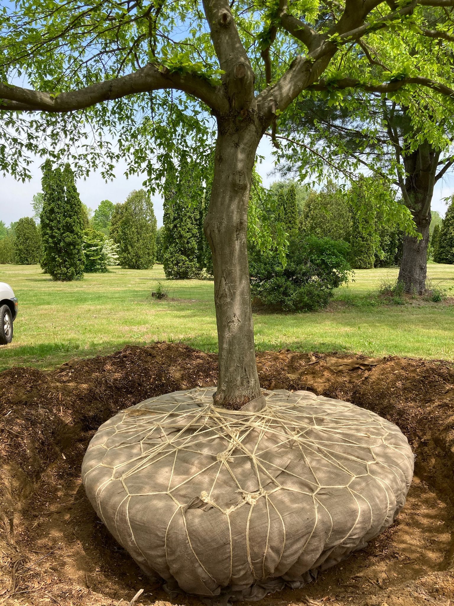 Tree with burlap-wrapped root ball planted in a dug hole; grassy field in the background.