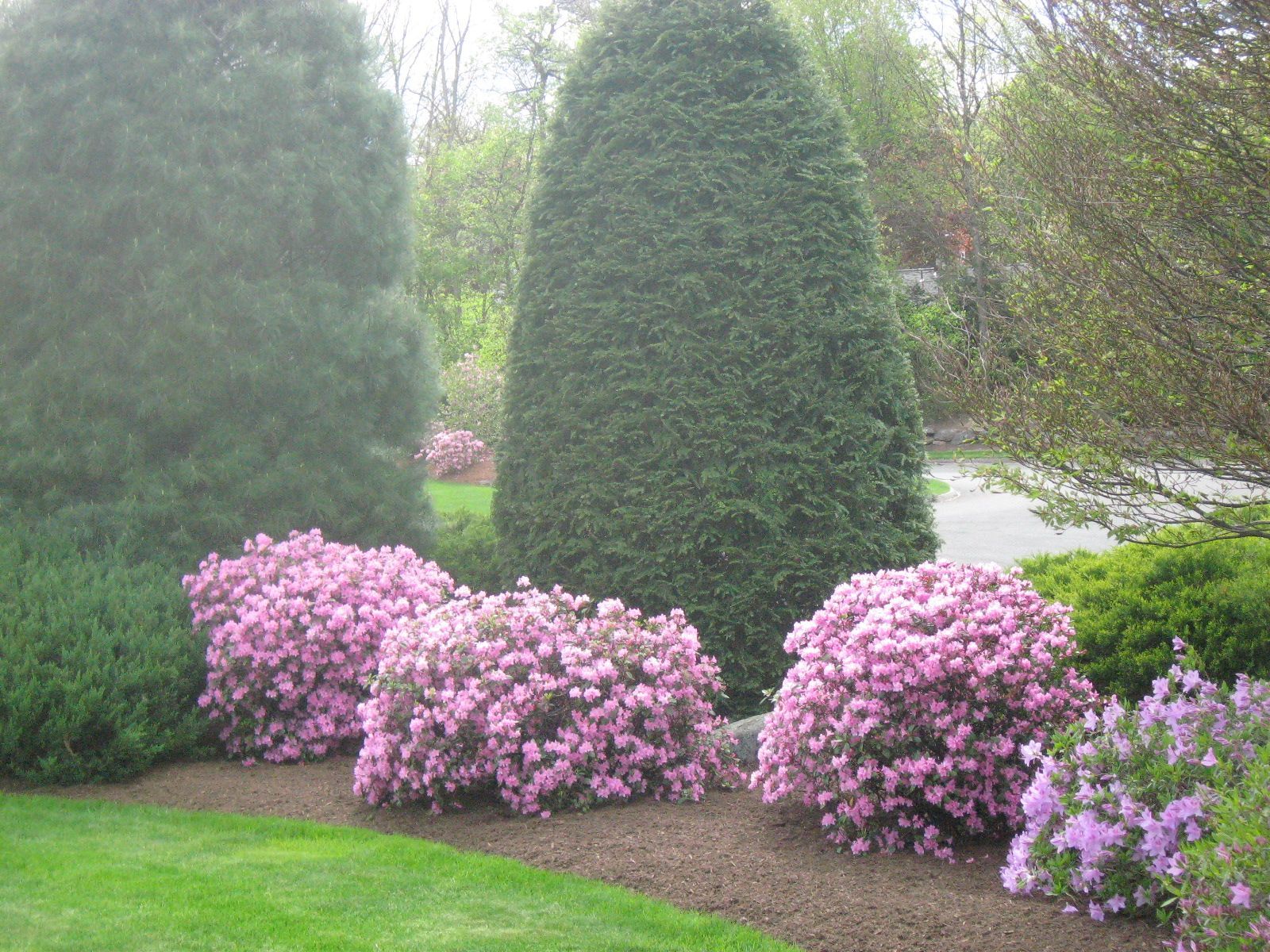 Pink azalea bushes blooming in front of cone-shaped evergreens in a landscaped garden.