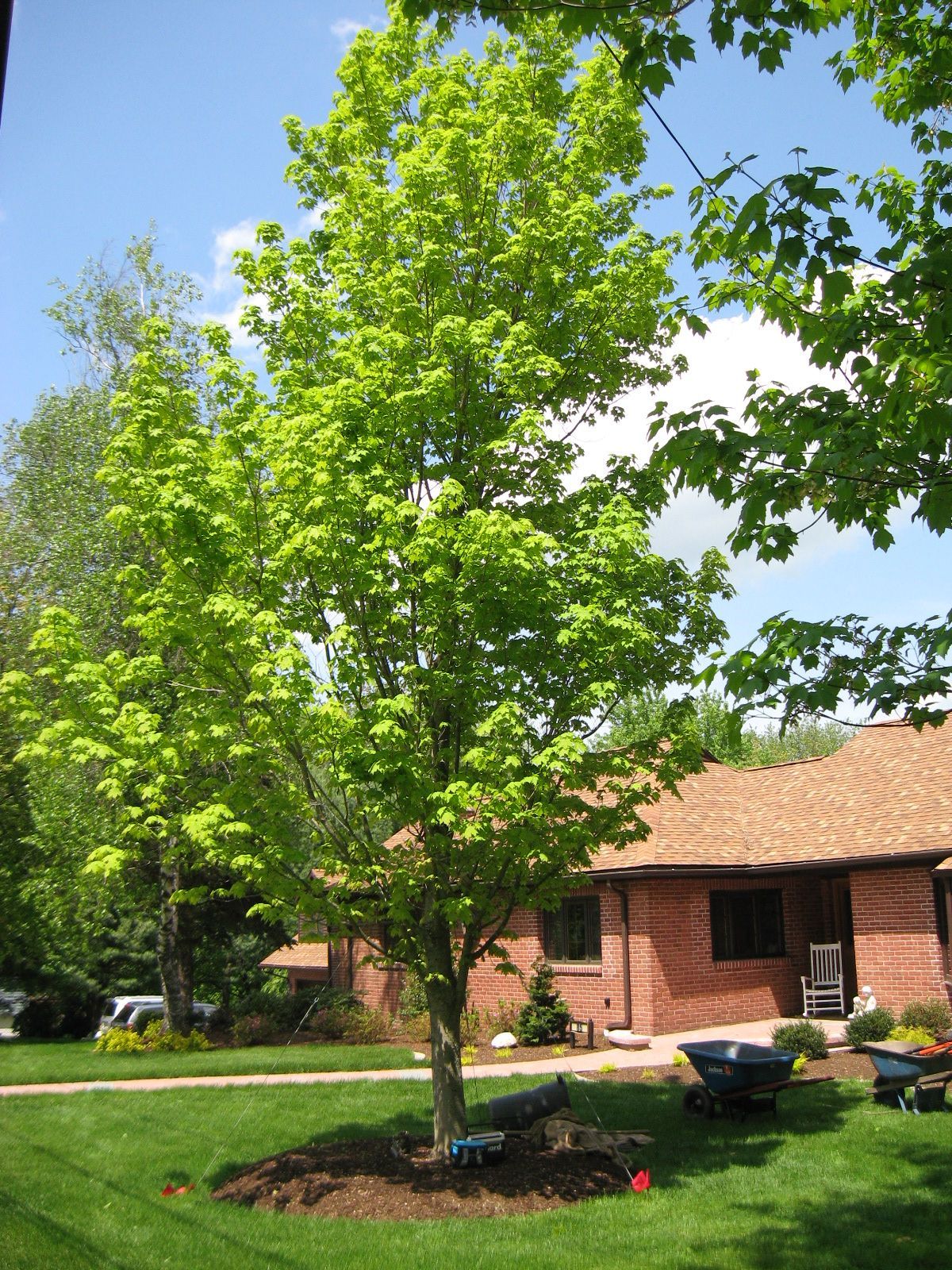 Green tree in a grassy yard, with a brick house in the background and blue sky above.