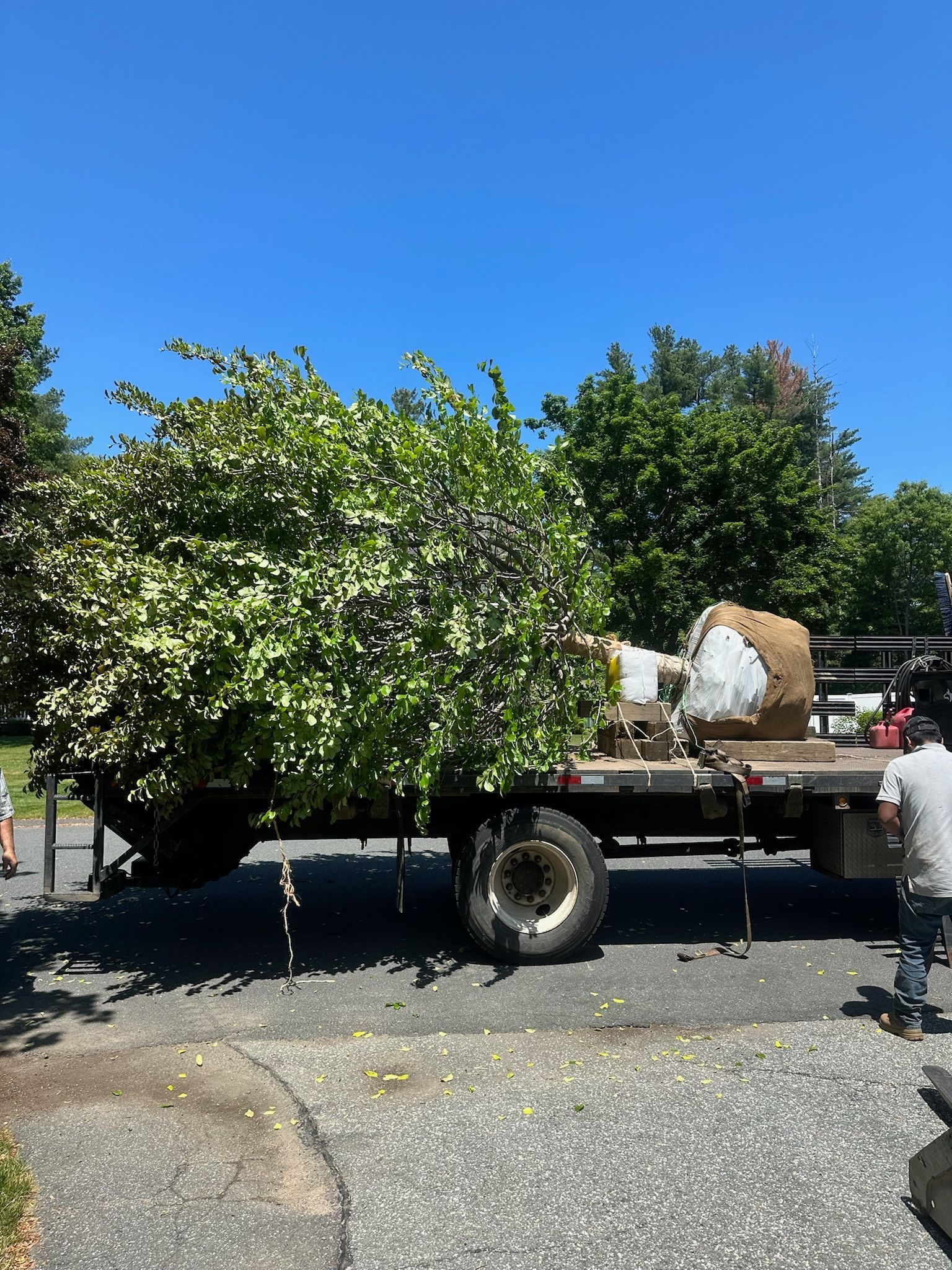 A large, leafy tree being transported on a flatbed truck on a sunny day.