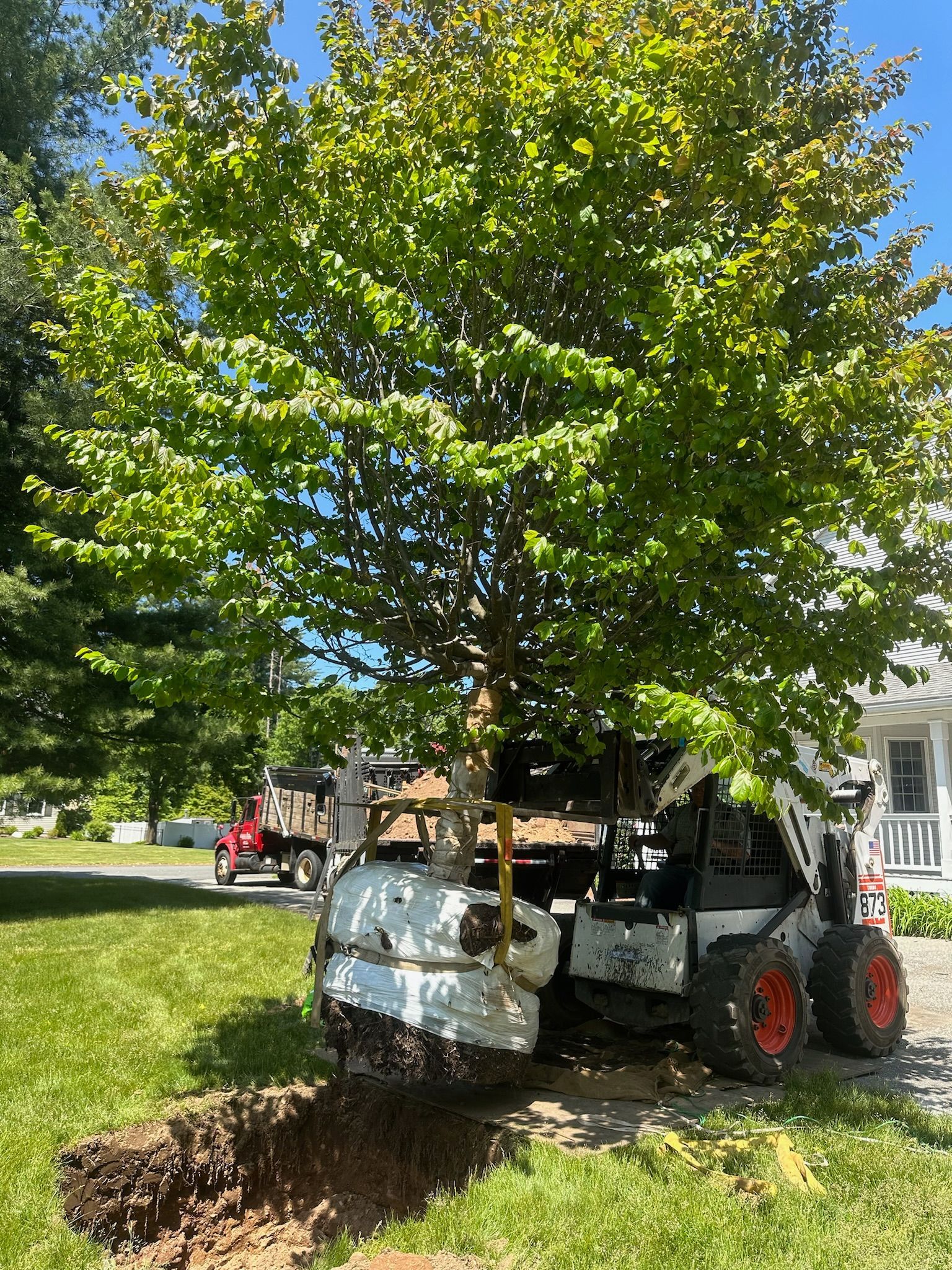 Bobcat planting a tree in a yard; sunny day.
