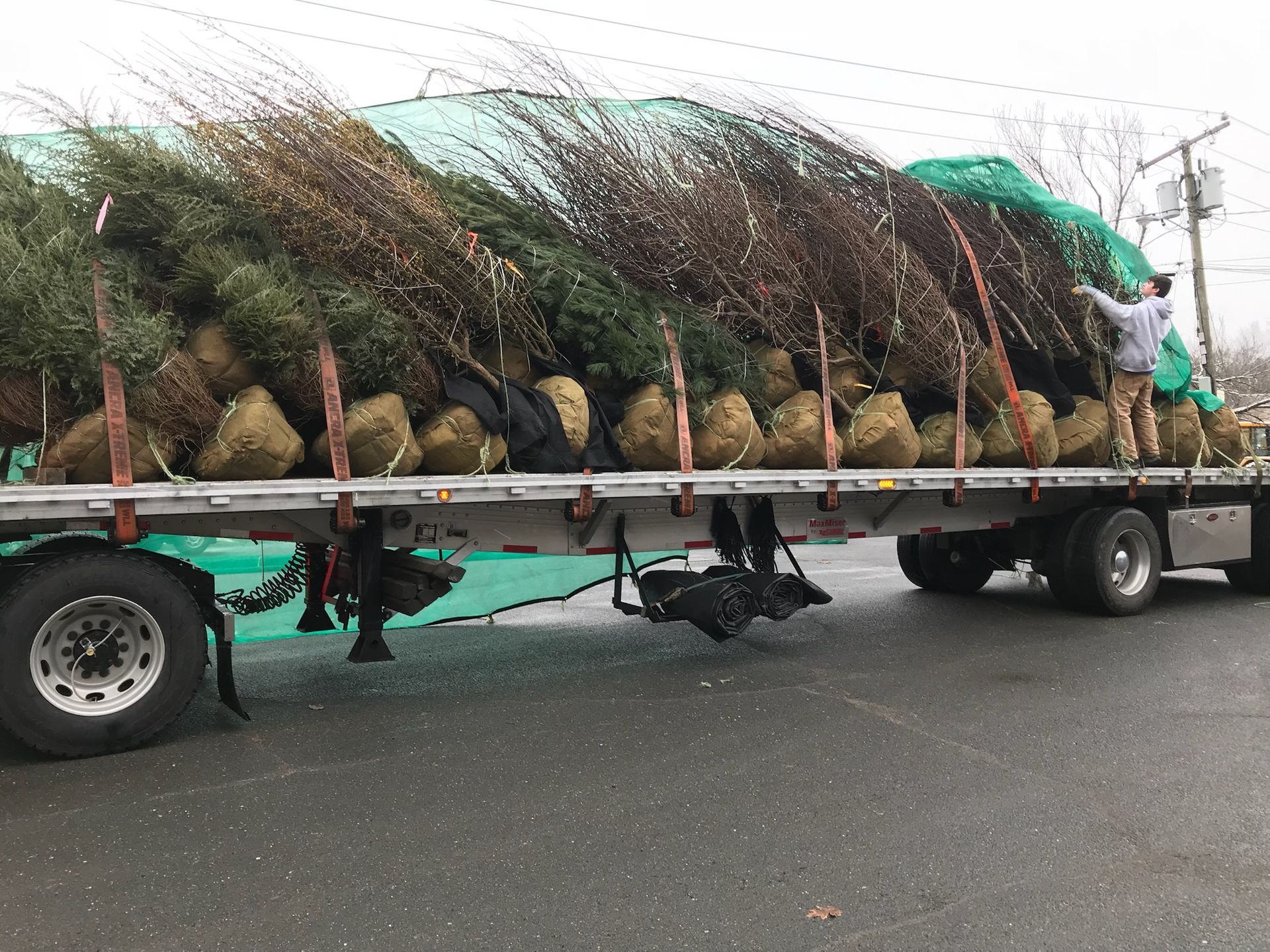 Truck bed loaded with numerous bundled trees, covered by green netting, with a person on the side.