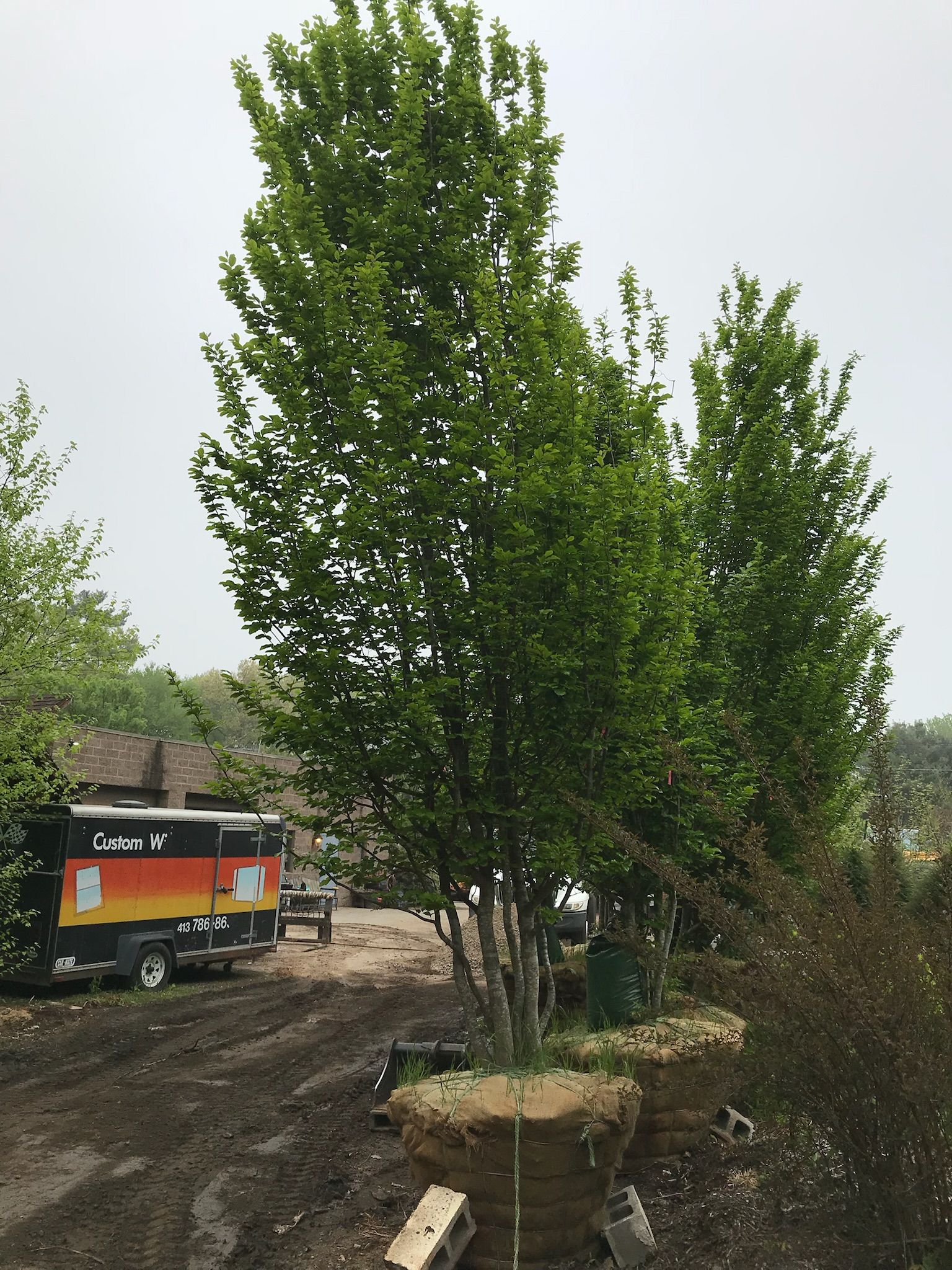 Three slender trees with green foliage next to a muddy area and a parked vehicle under a cloudy sky.