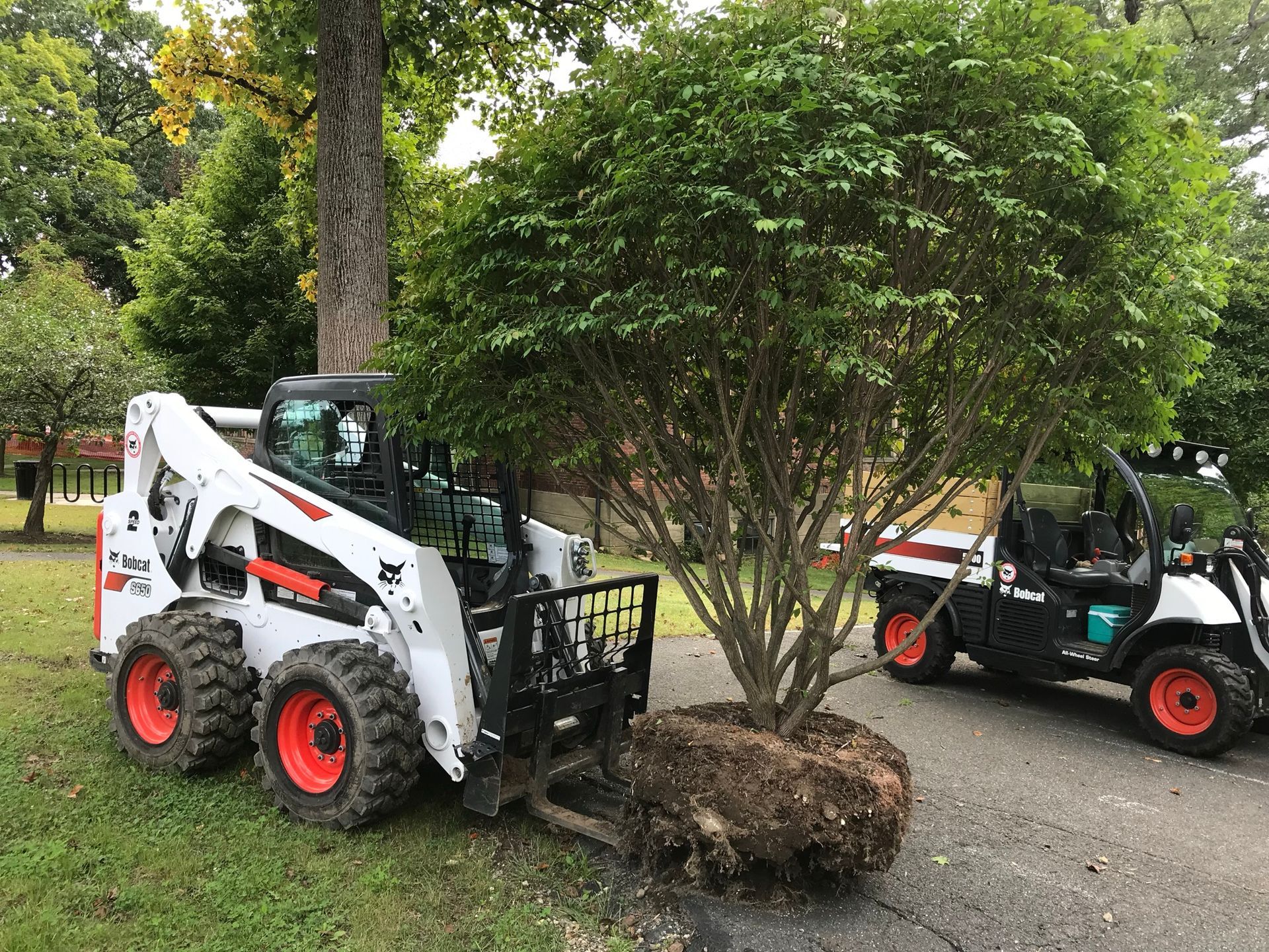 Bobcat loader transporting a tree with a root ball; another vehicle on the right; outdoors, daytime.
