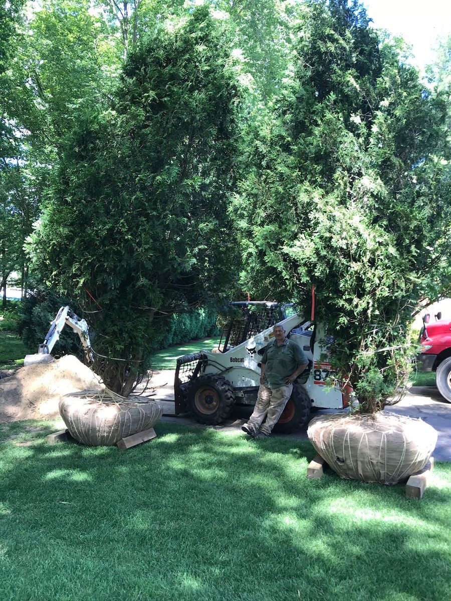 Two large trees in burlap balls being moved by a Bobcat on a lawn; a person stands nearby.