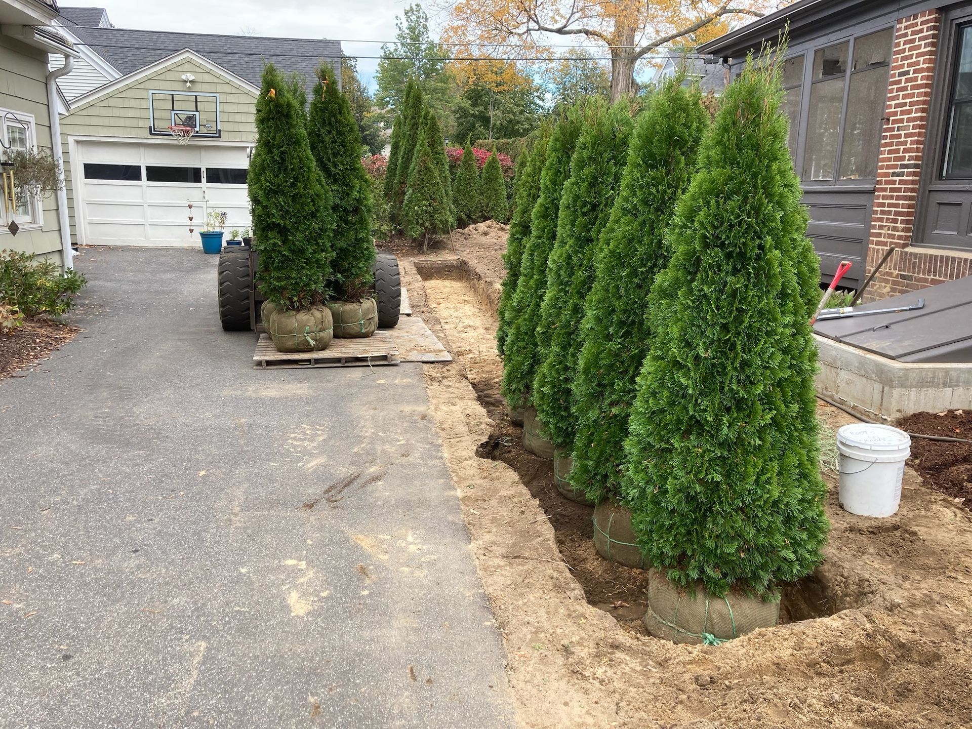 Green evergreen trees planted in a trench beside a driveway.  A small machine holds several more trees in the background.