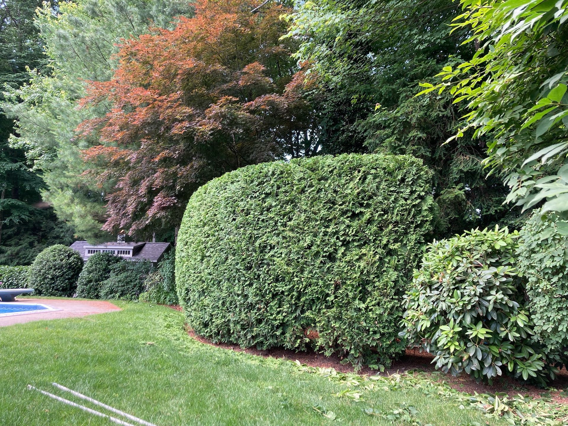 Green hedge in a well-manicured yard with a red-leaf tree in the background.