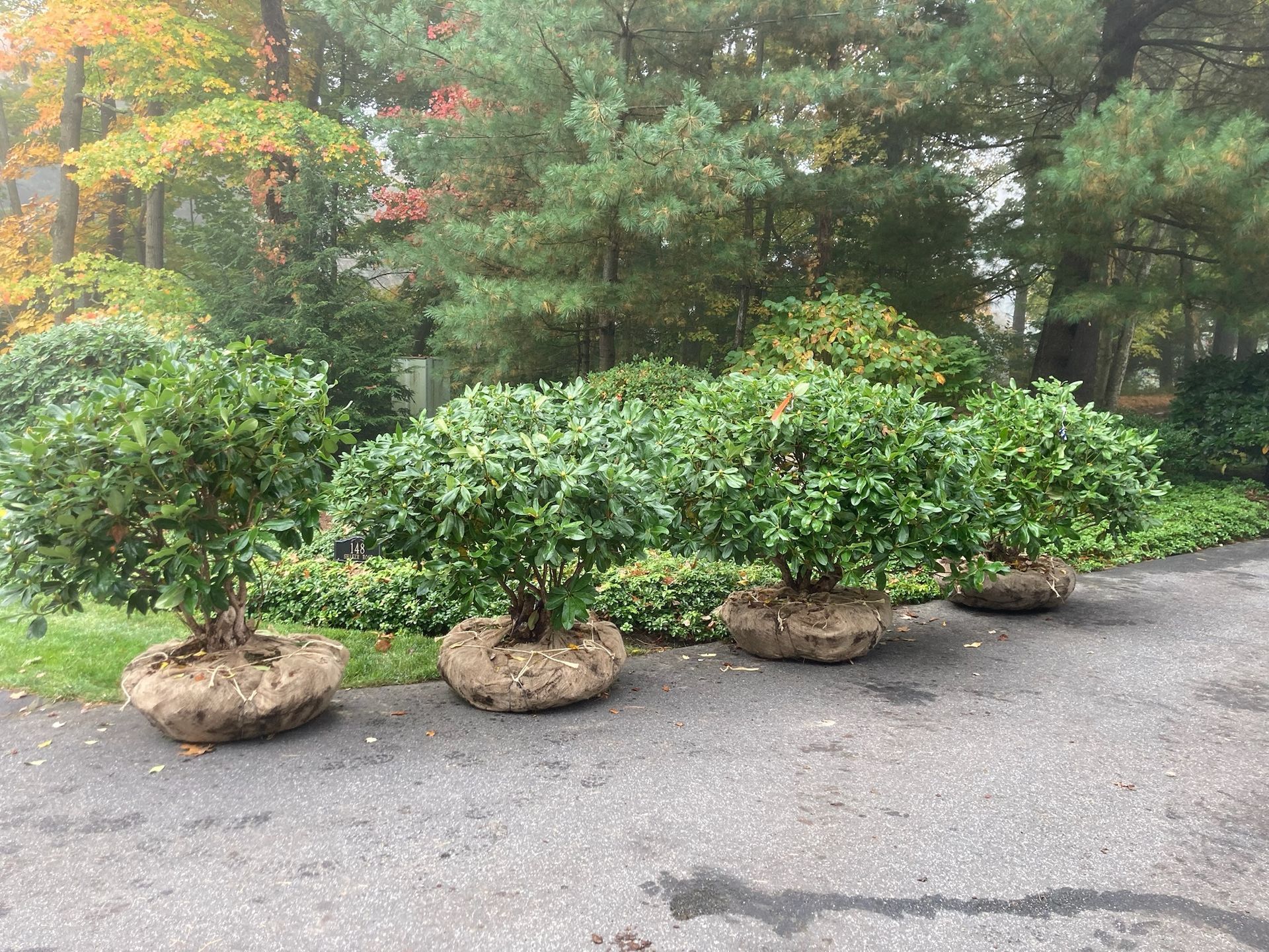 Four shrubs with burlap-wrapped roots on an asphalt driveway, with autumn foliage in the background.
