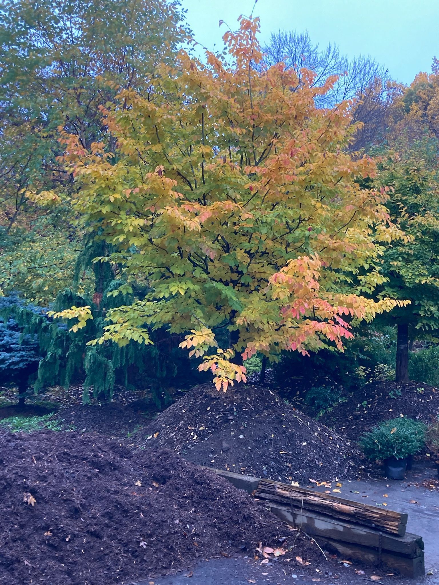 Tree with yellow, orange, and green leaves, mulch pile below, and forest in background.