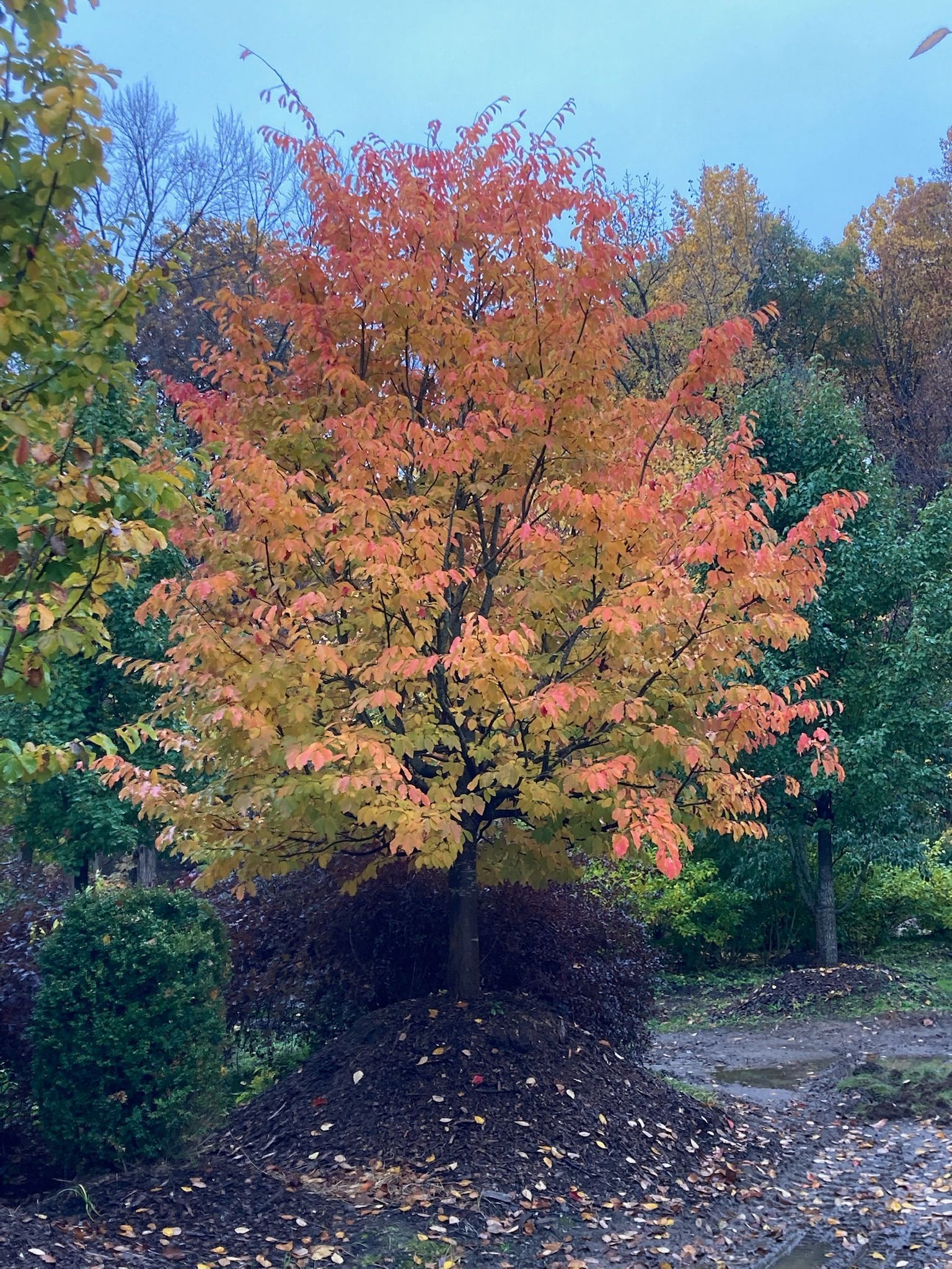 Tree with vibrant orange, yellow, and red leaves against a cloudy sky.