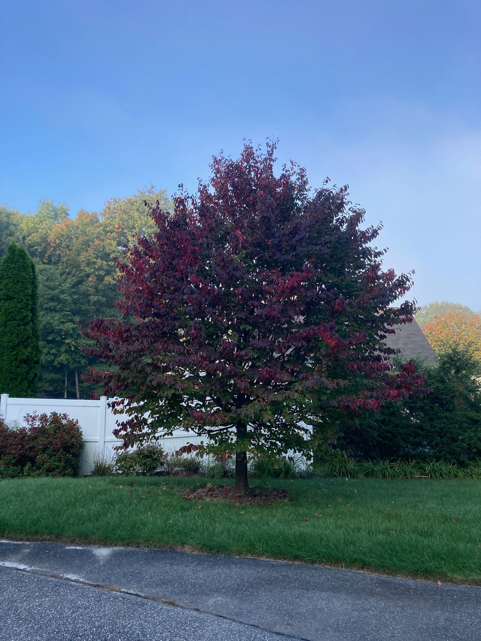 Tree with red and green leaves against a blue sky, in front of a white fence and green lawn.