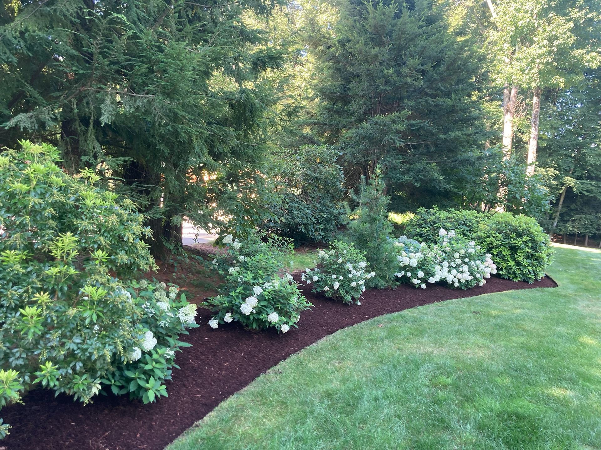 A landscaped garden bed with mulch and shrubs of varying green hues.