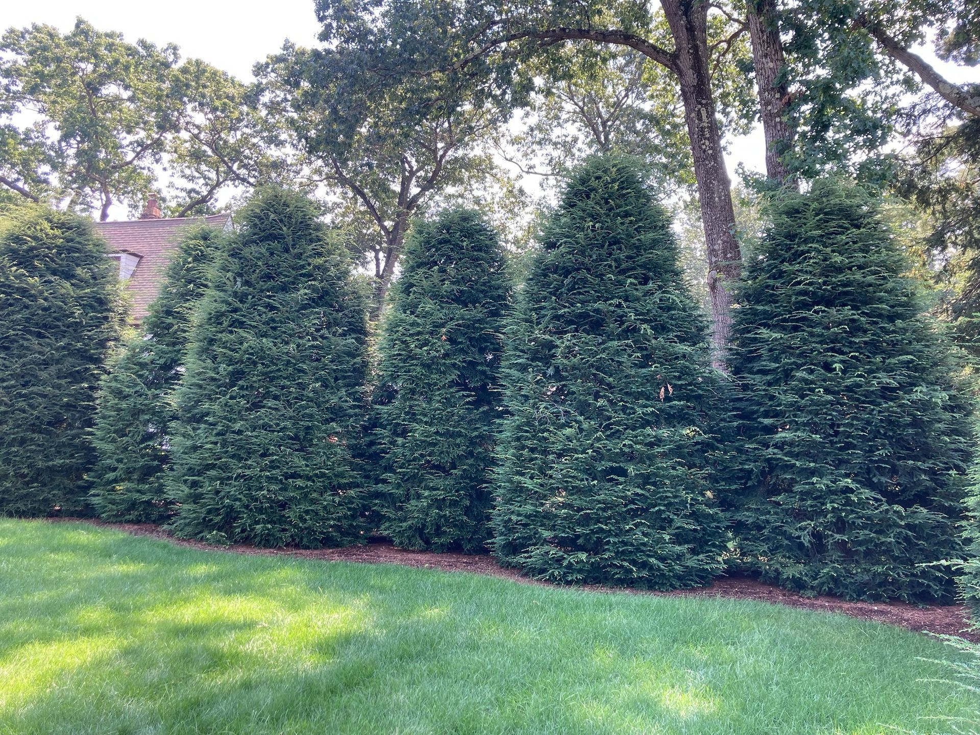 Line of conical, dark green evergreen shrubs growing in a grassy yard.