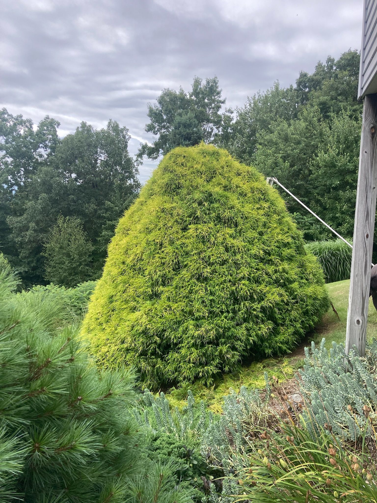 Green, cone-shaped bush on a hillside, surrounded by other greenery, under an overcast sky.