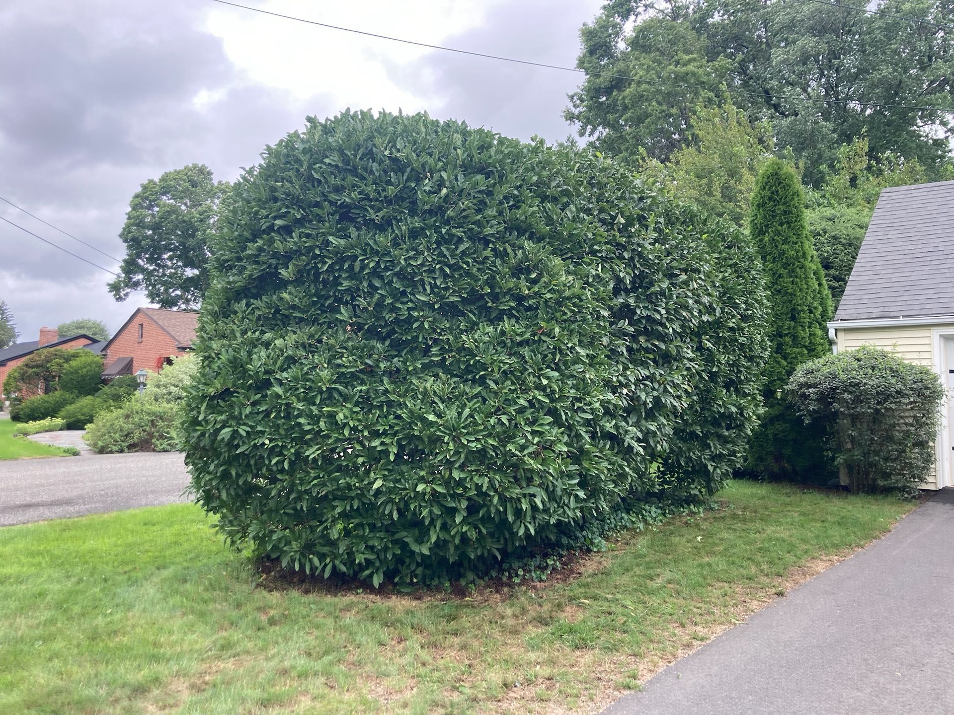 Large, dark green, rounded bush on grassy lawn next to a driveway. Cloudy sky in the background.