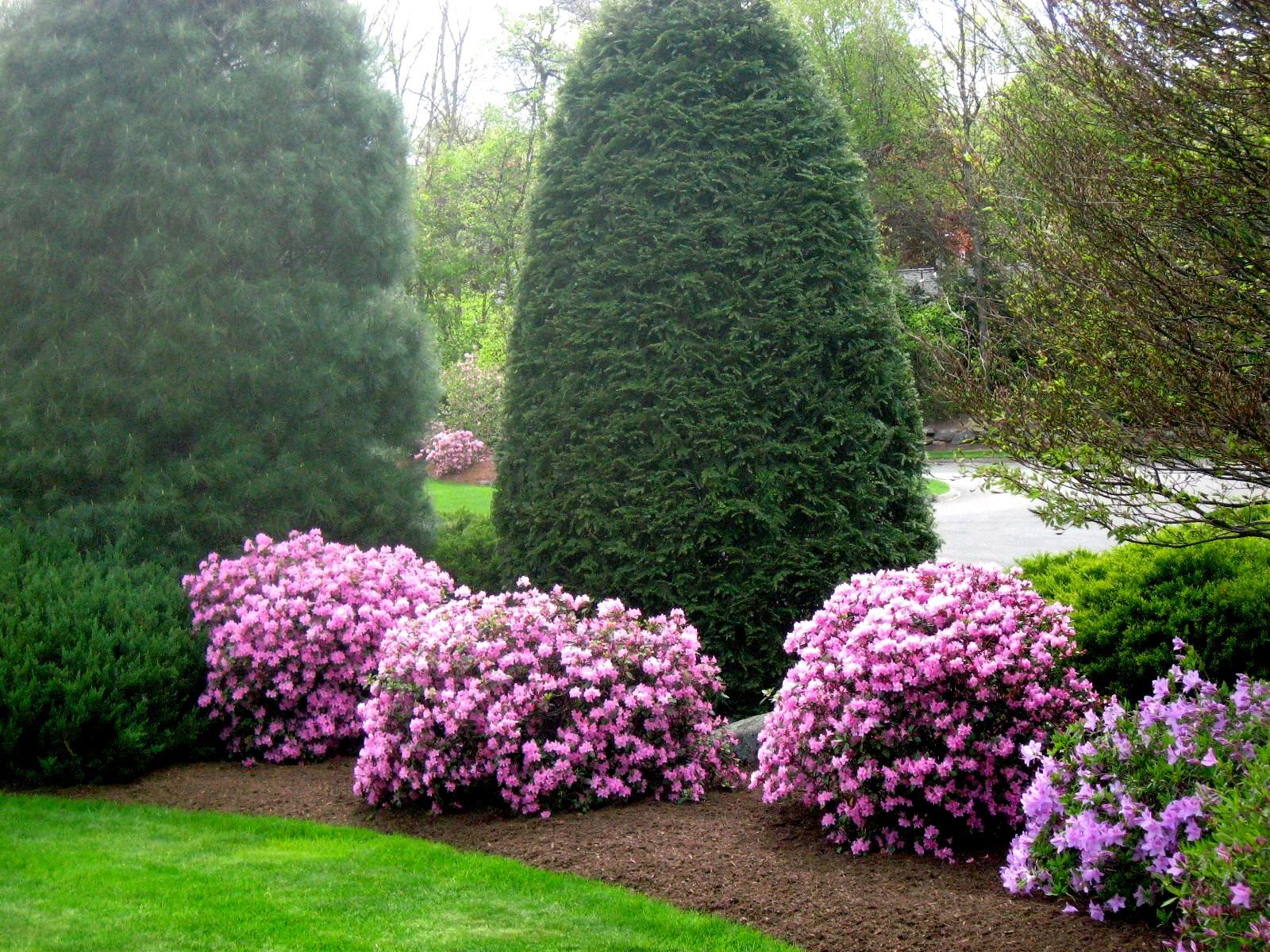 Bushes with vibrant pink flowers, a brown mulch bed, and tall green trees in a well-kept garden.