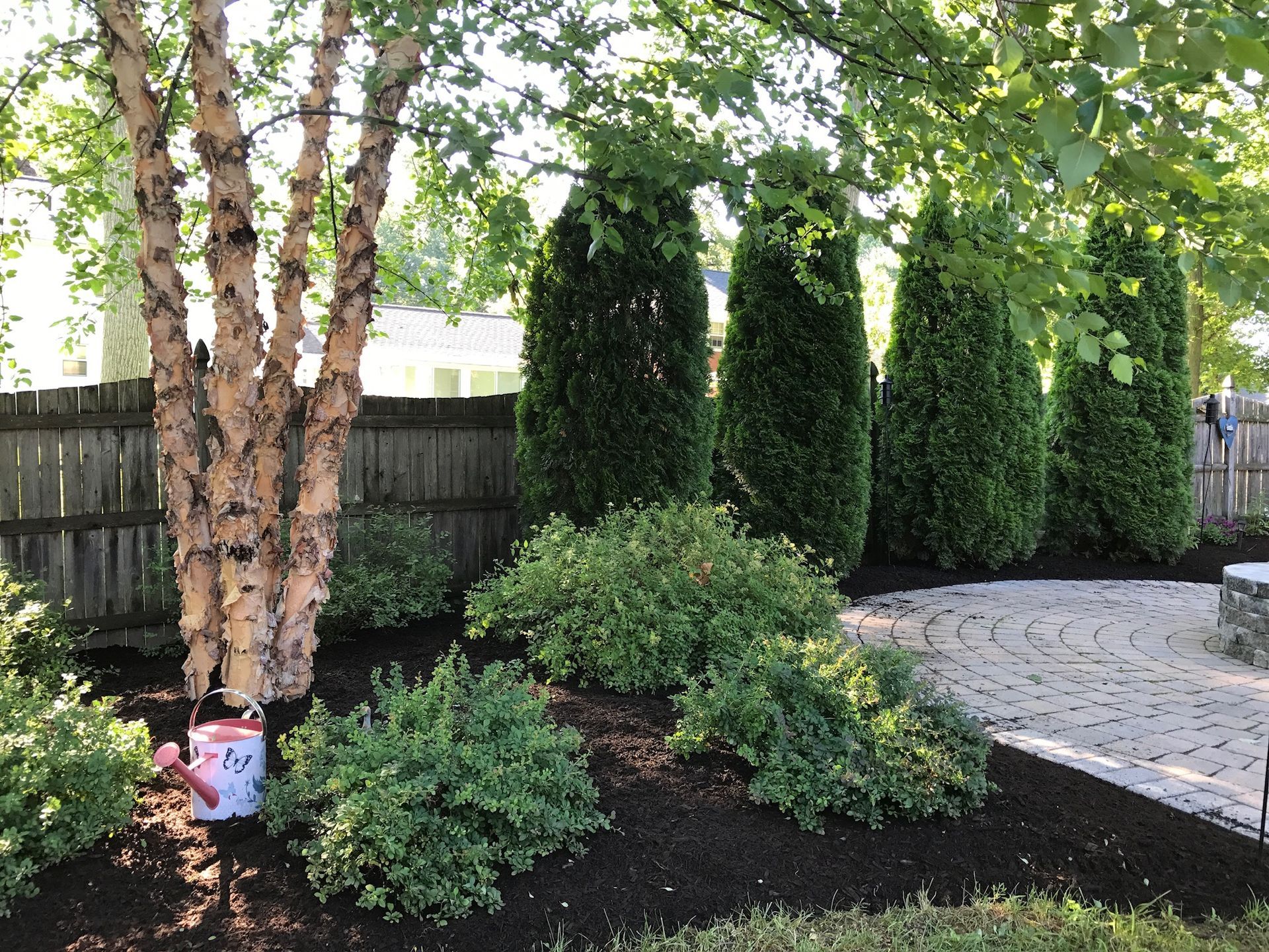 Birch tree and green shrubbery with tall green evergreens along a fence in a garden bed with dark mulch.