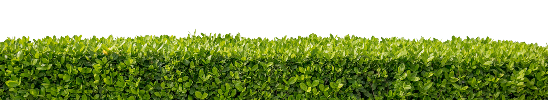 A close-up view of a dense, green hedge against a white background.