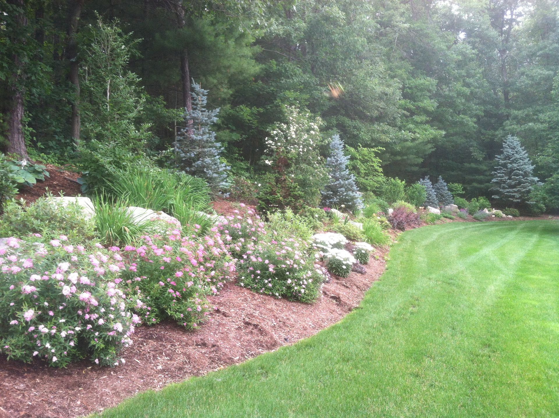 Garden bed with pink and white flowers, blue spruce trees, and a green lawn.