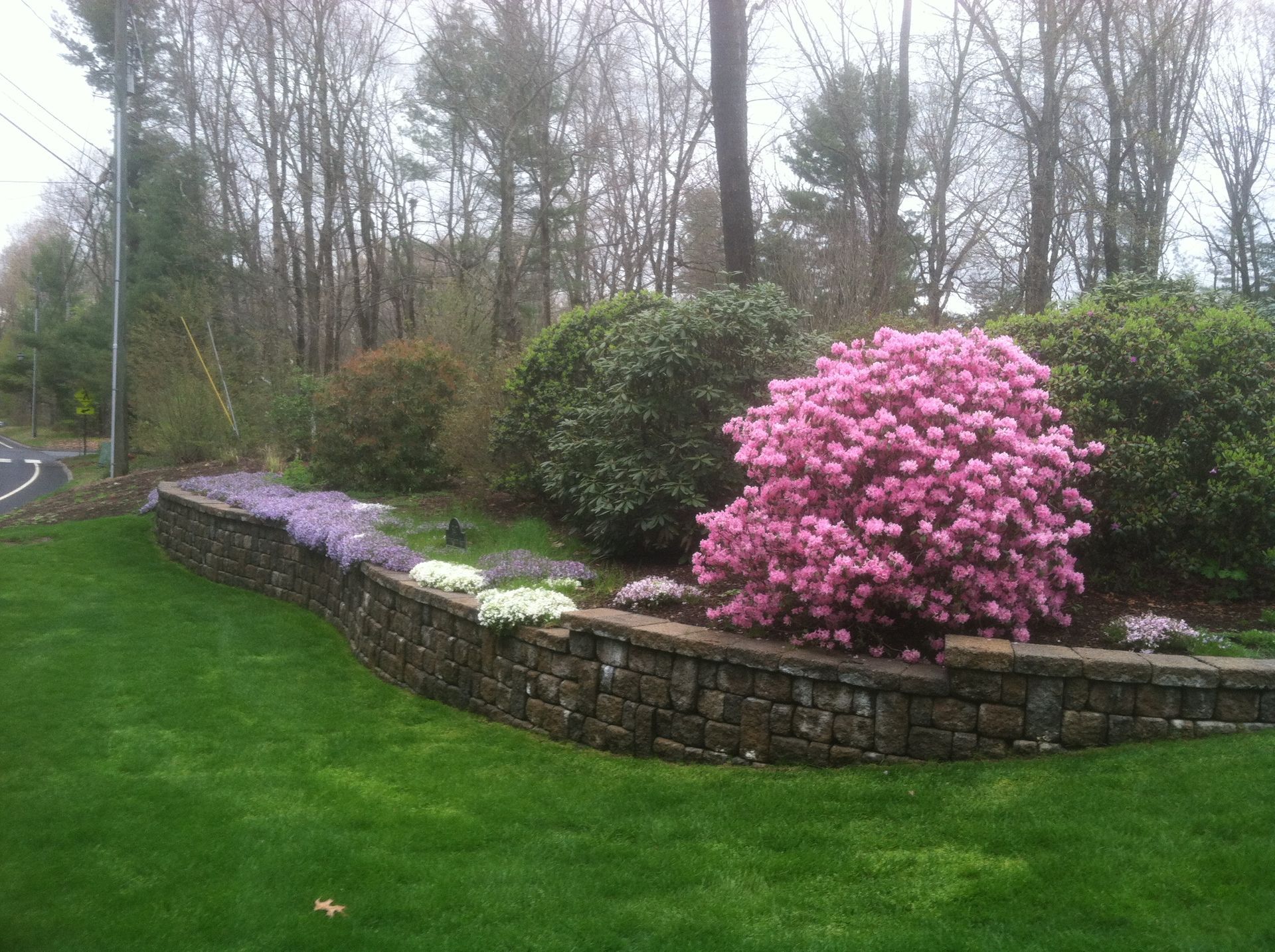 Lush green lawn with a stone wall and colorful azaleas, flowering plants, and trees.