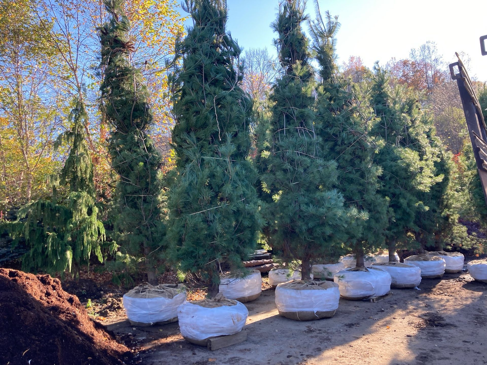Tall, evergreen trees in white burlap sacks, lined up at a tree nursery on a sunny day.