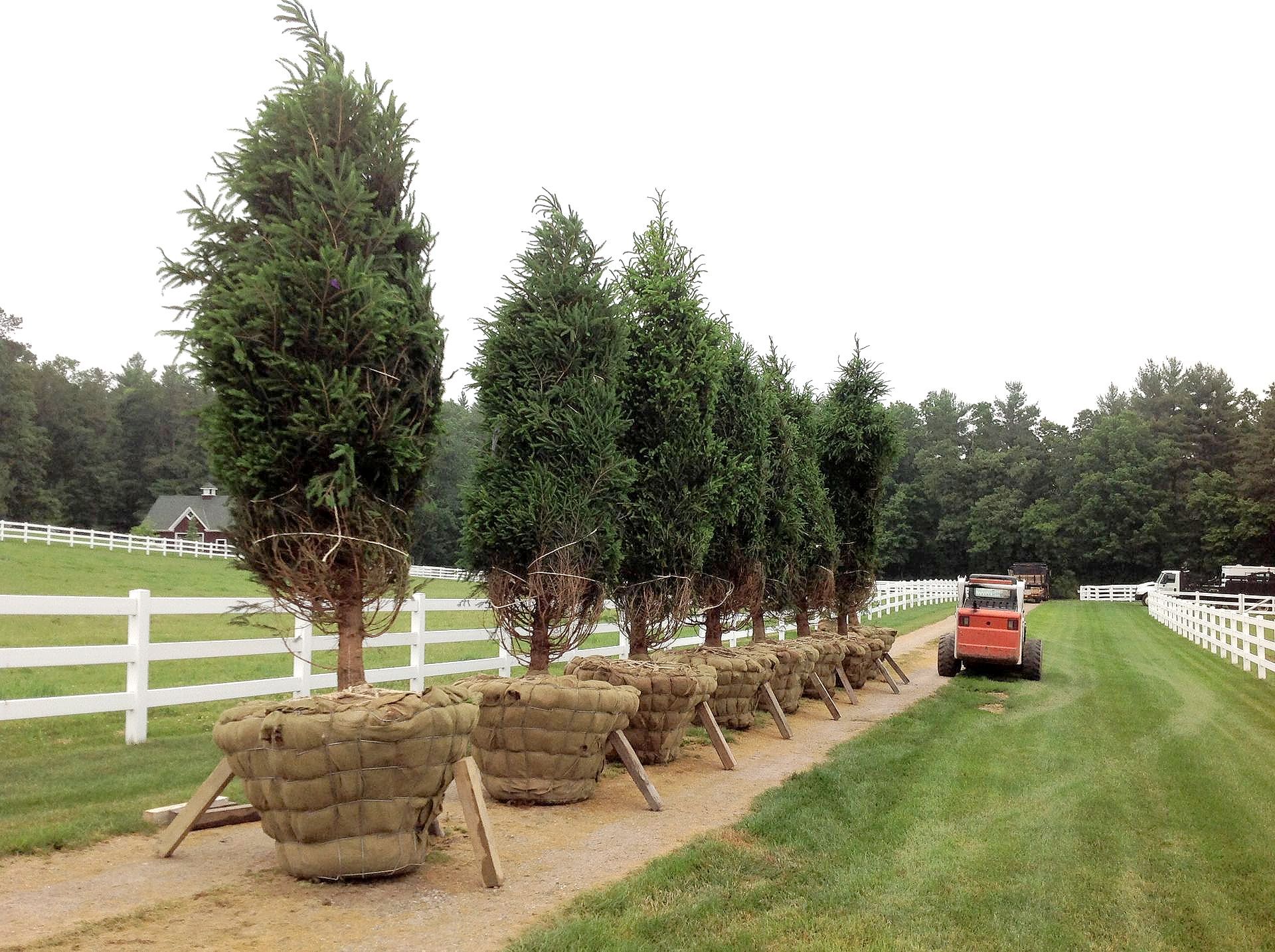 Row of potted trees along a gravel path next to a white fence and a small tractor.