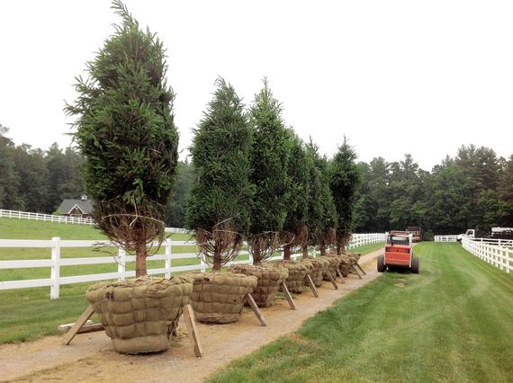Row of potted trees along a gravel path next to a white fence and a small tractor.
