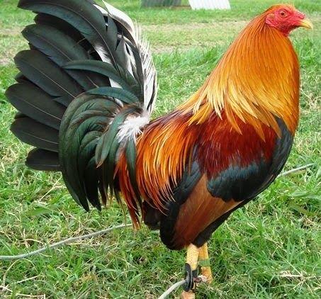 Avícola Agrícola