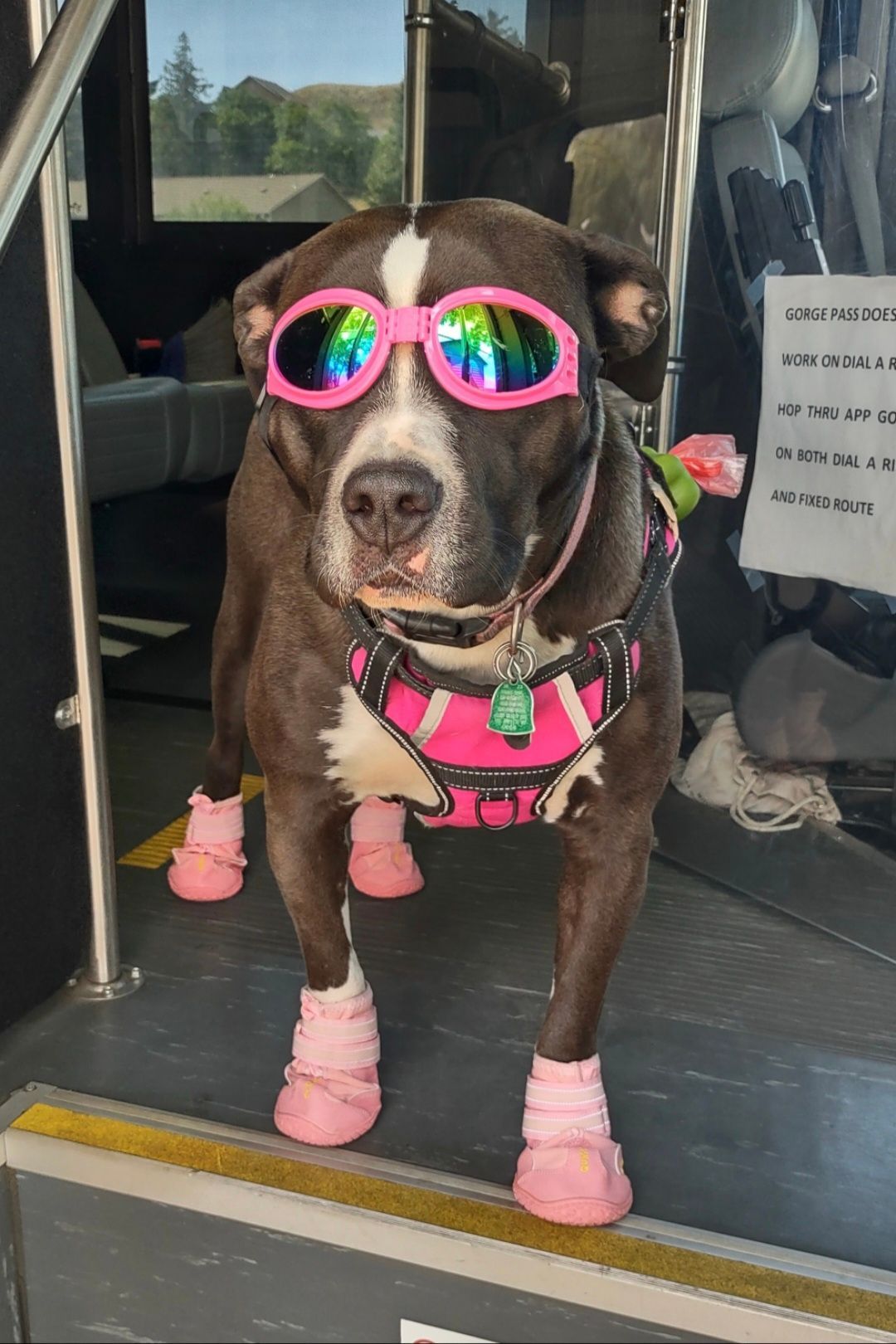 Dog with sunglasses on  bus