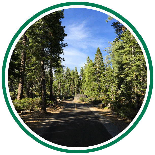 Paved road through a forest of tall green trees under a blue sky.