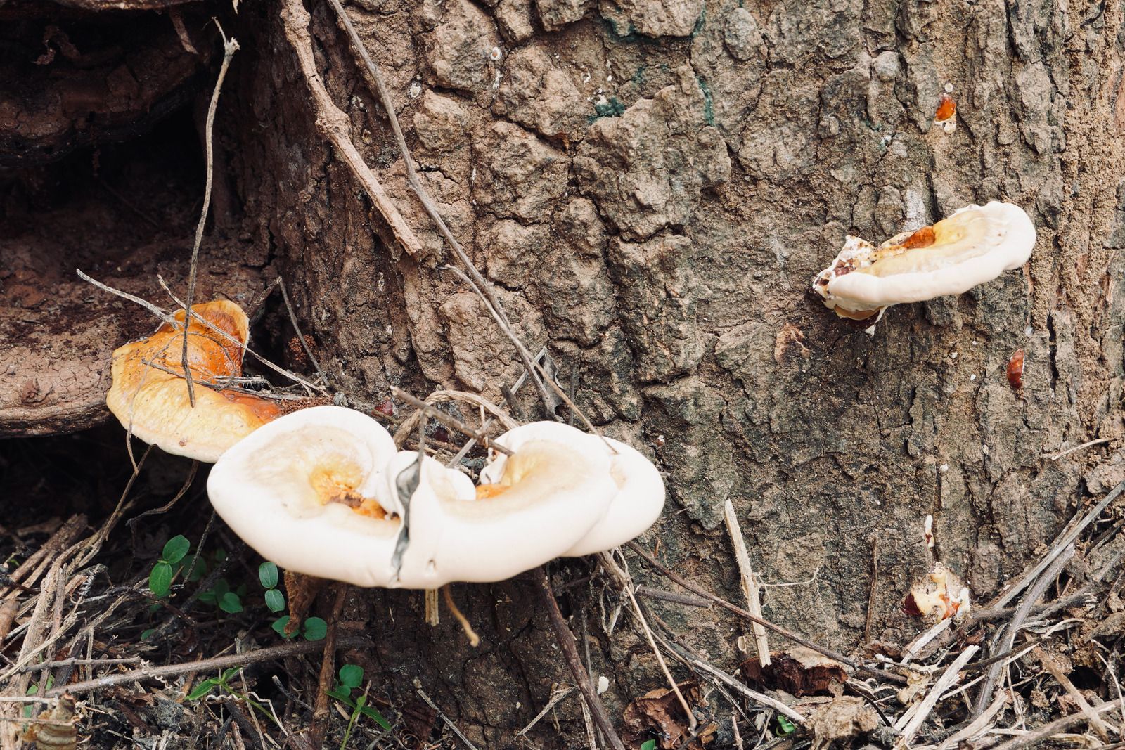 White shelf mushrooms growing on a tree trunk, with one orange-capped mushroom on the left