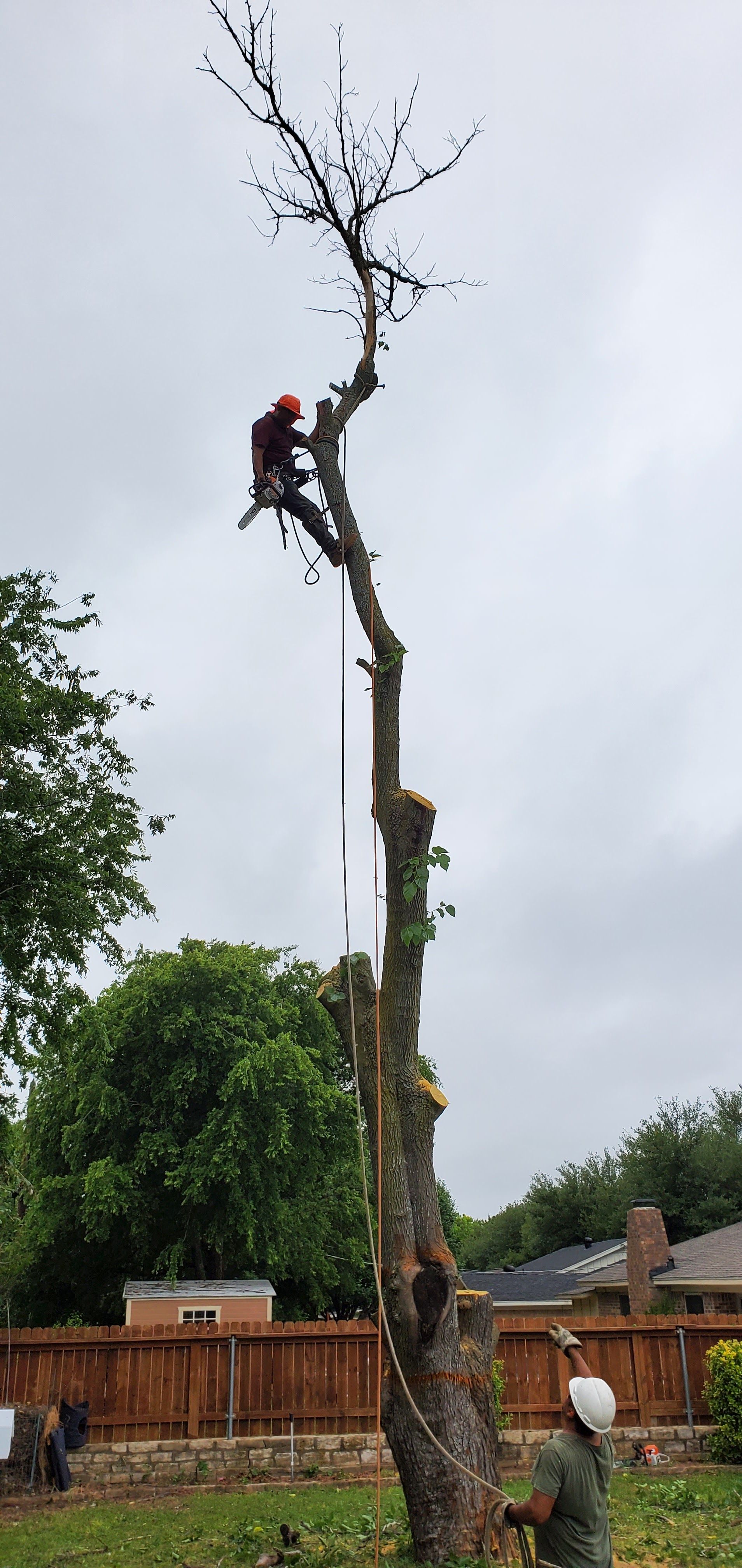 A worker in safety gear trims the top of a tall, bare tree while another person below holds a guide rope.