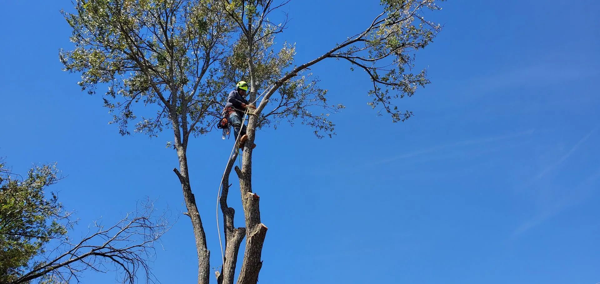 A tree trimmer in a tree against a clear blue sky.