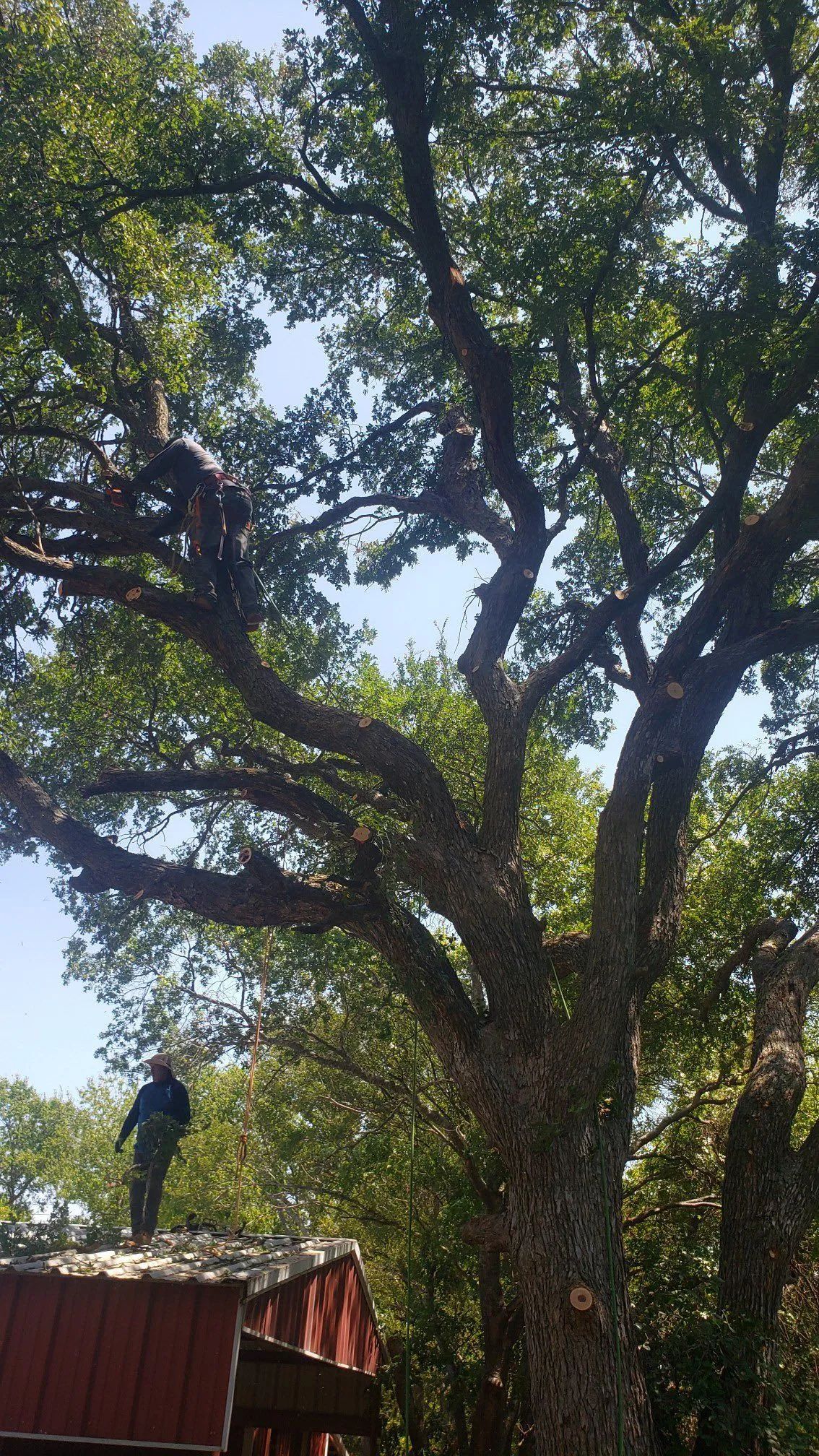 Arborist on a roof trimming a large tree with thick branches and green leaves against a blue sky.