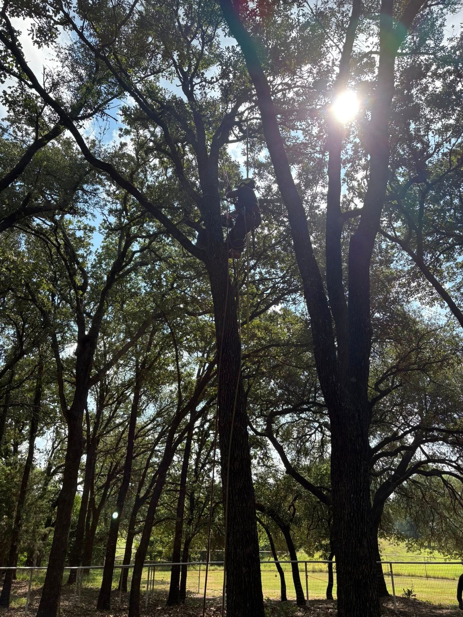 Sunlight through tall trees in a grassy field.
