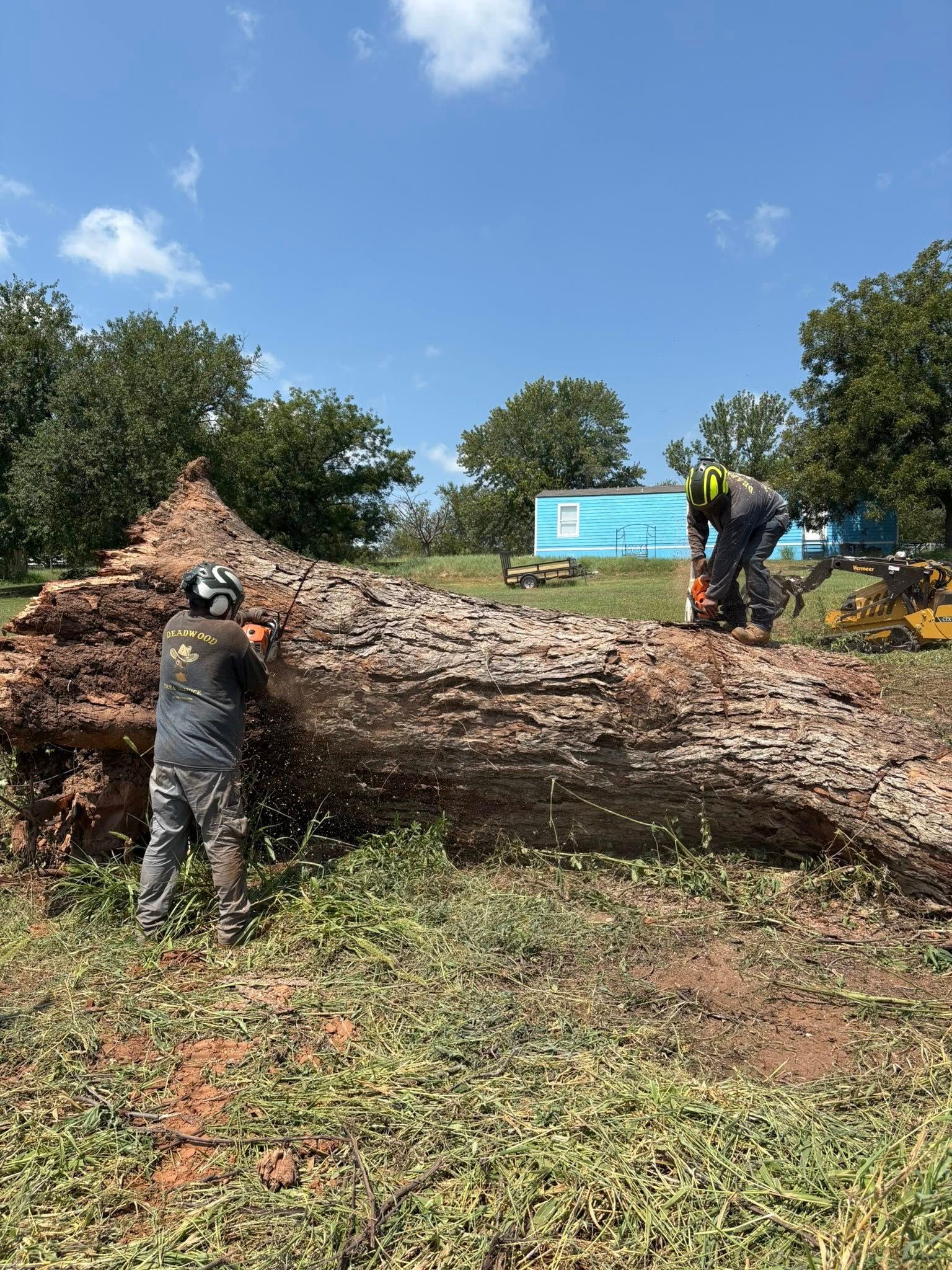 Two people cutting a fallen tree with chainsaws on a grassy area under a blue sky.