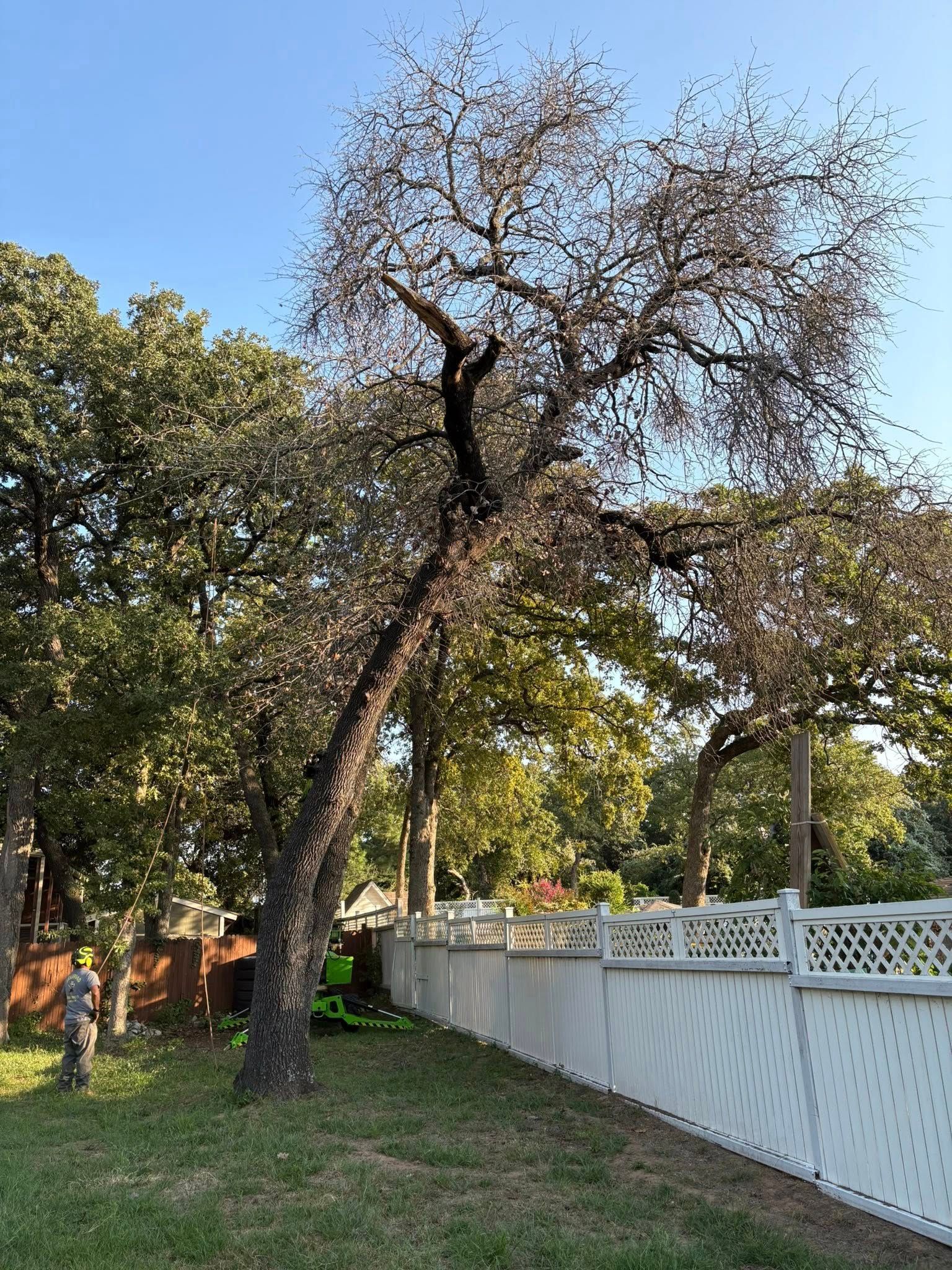 A leaning tree with sparse branches, a white fence, and green grass against a blue sky.