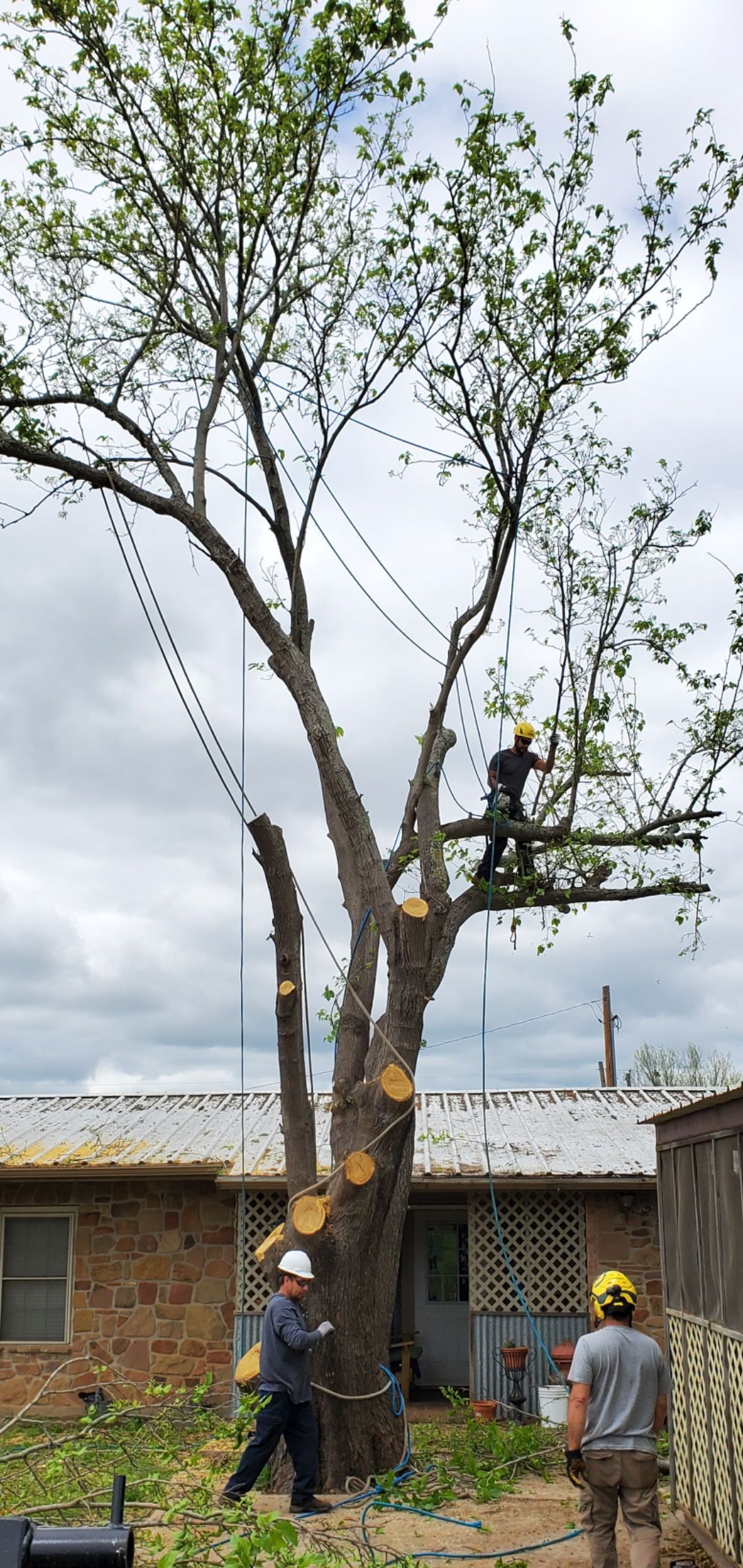 Three tree trimmers cutting a large tree near a brick building.