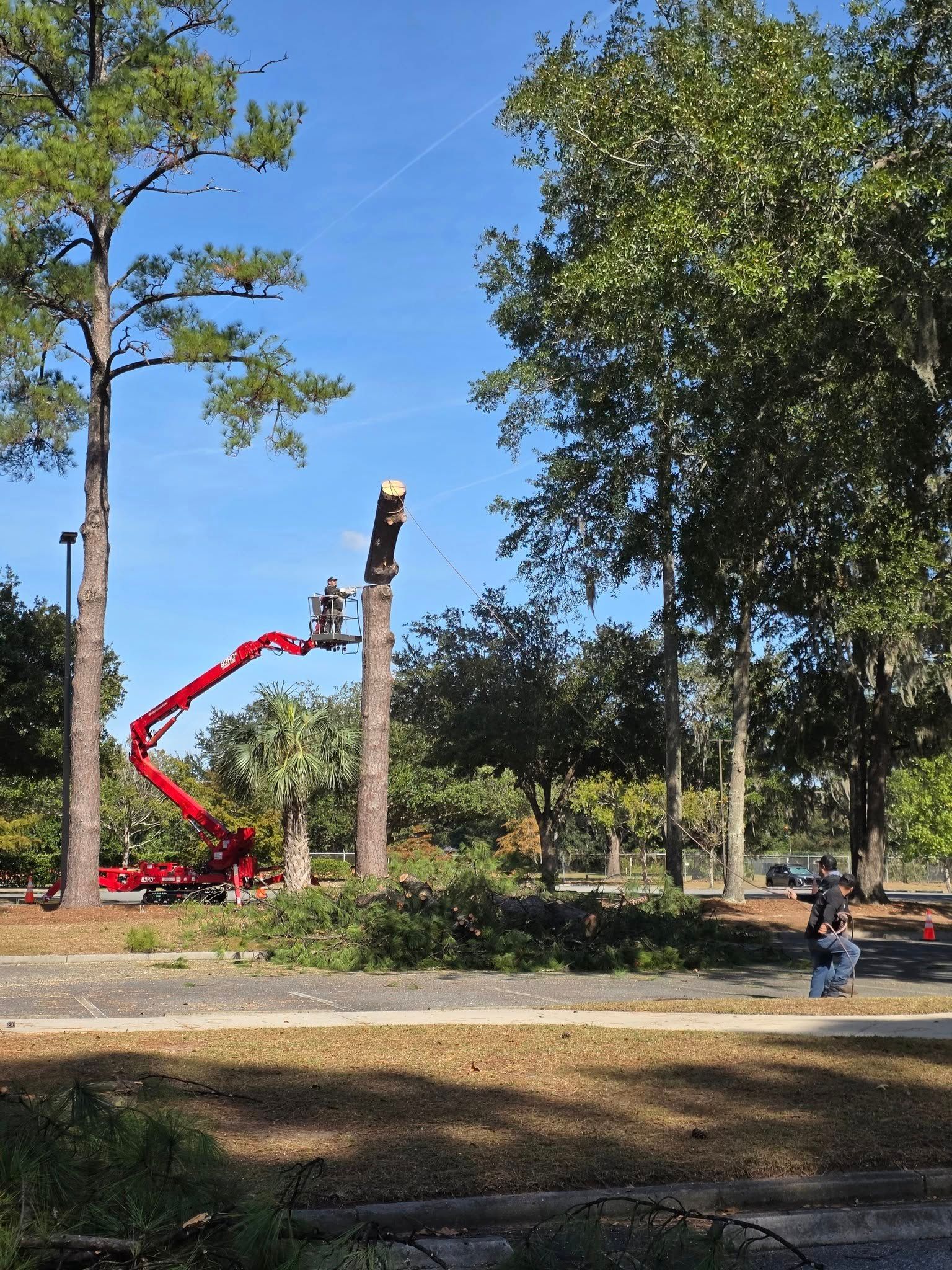Park with tall trees and a red cherry picker lifting near a cut tree trunk under a blue sky