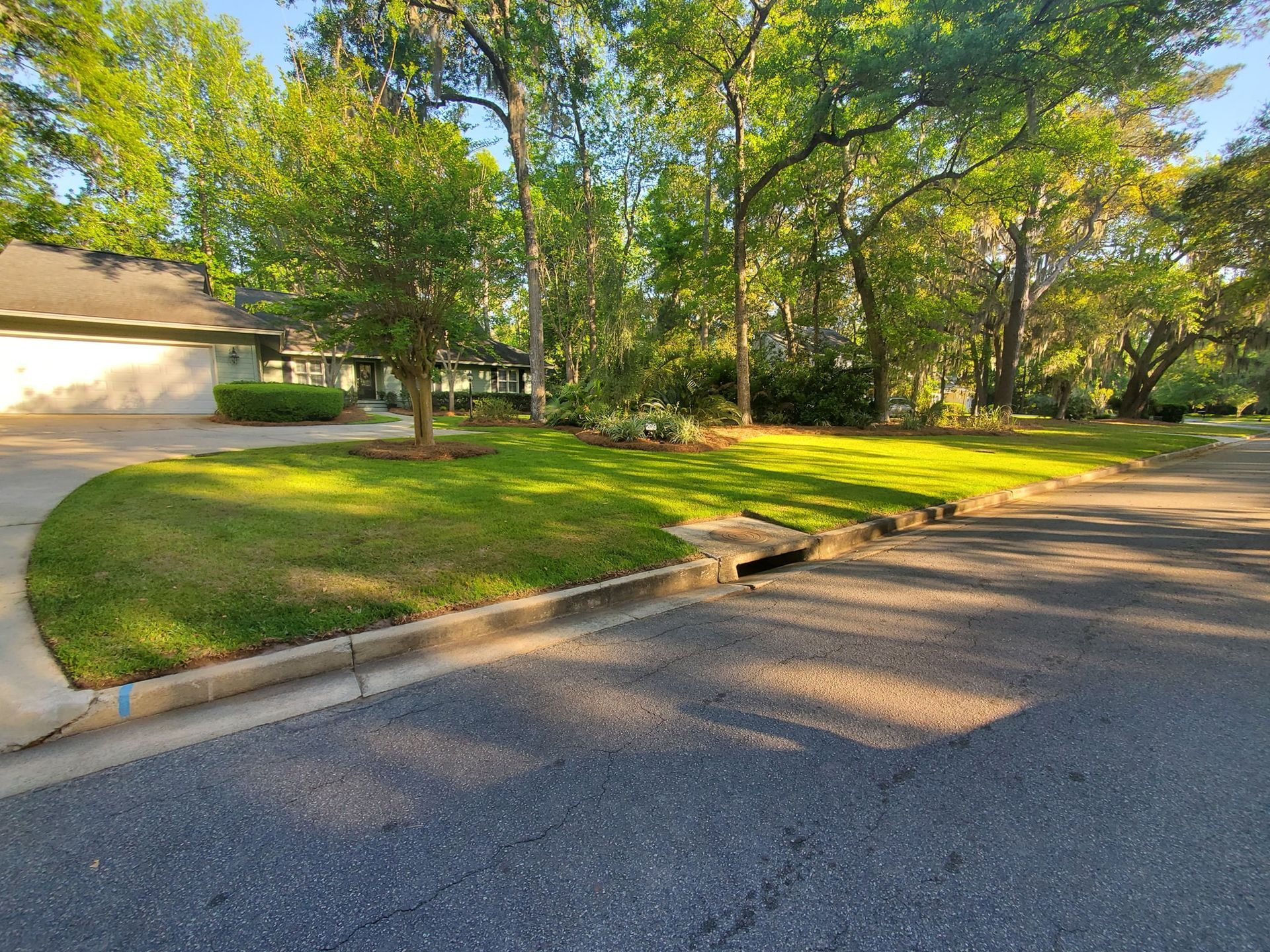Tree-lined suburban street beside a driveway and lawn in bright sunlight