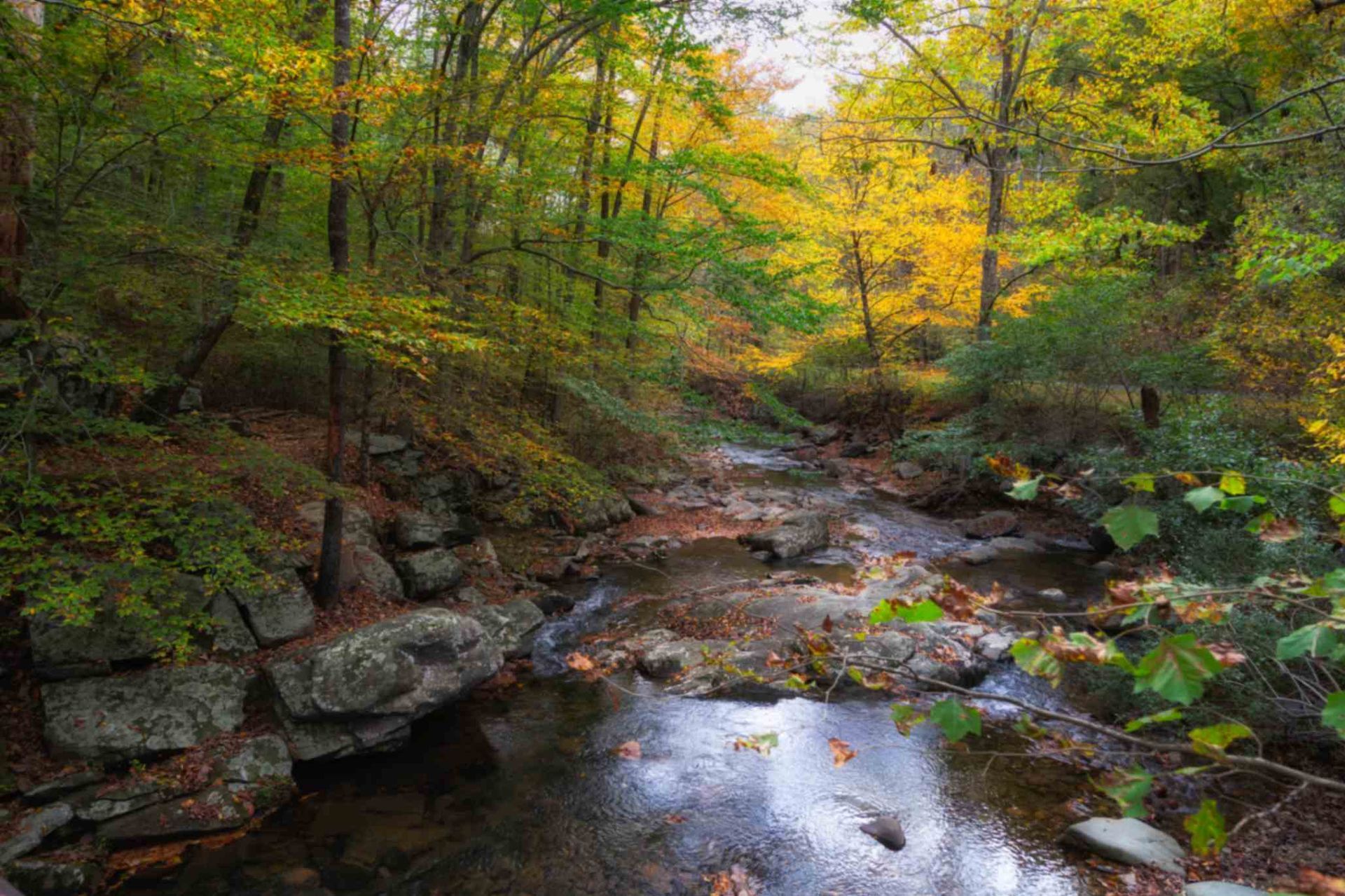 Autumn forest stream with rocks and reflective water under yellow-green trees