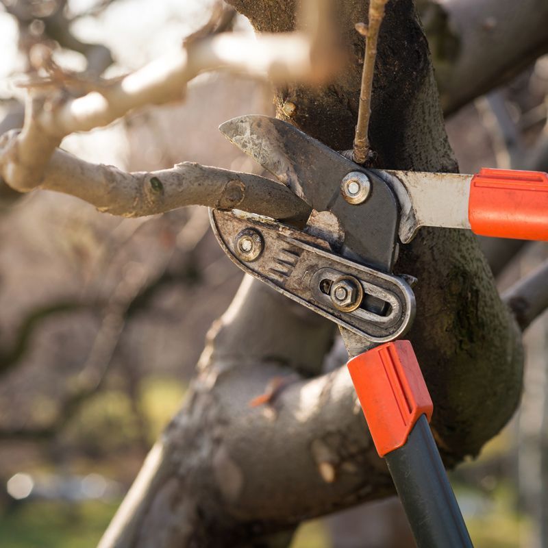 Tree Pruning — Majors Creek, QLD — Peter the Tree Men Tree Pruning — Majors Creek, QLD — Peter the Tree Men